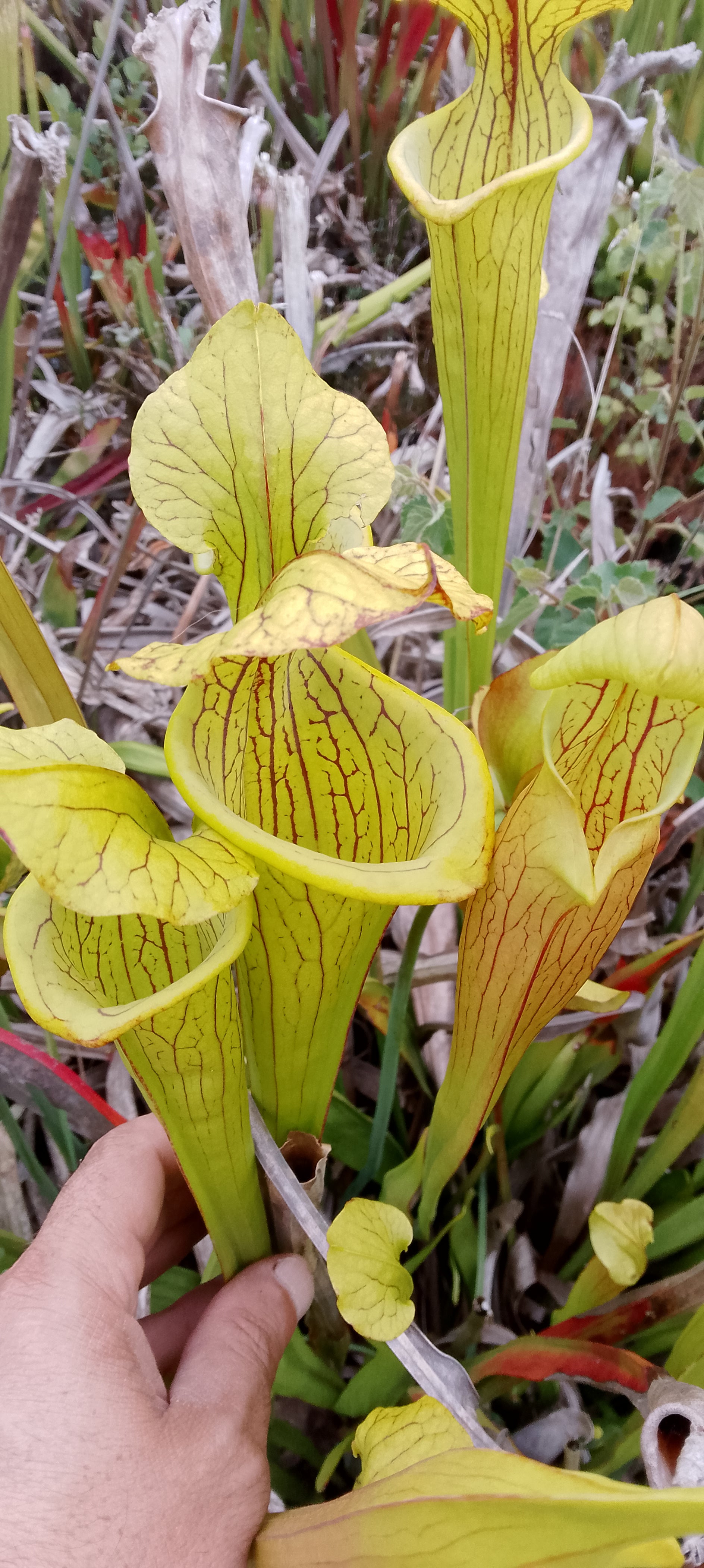 Sarracenia x hybride