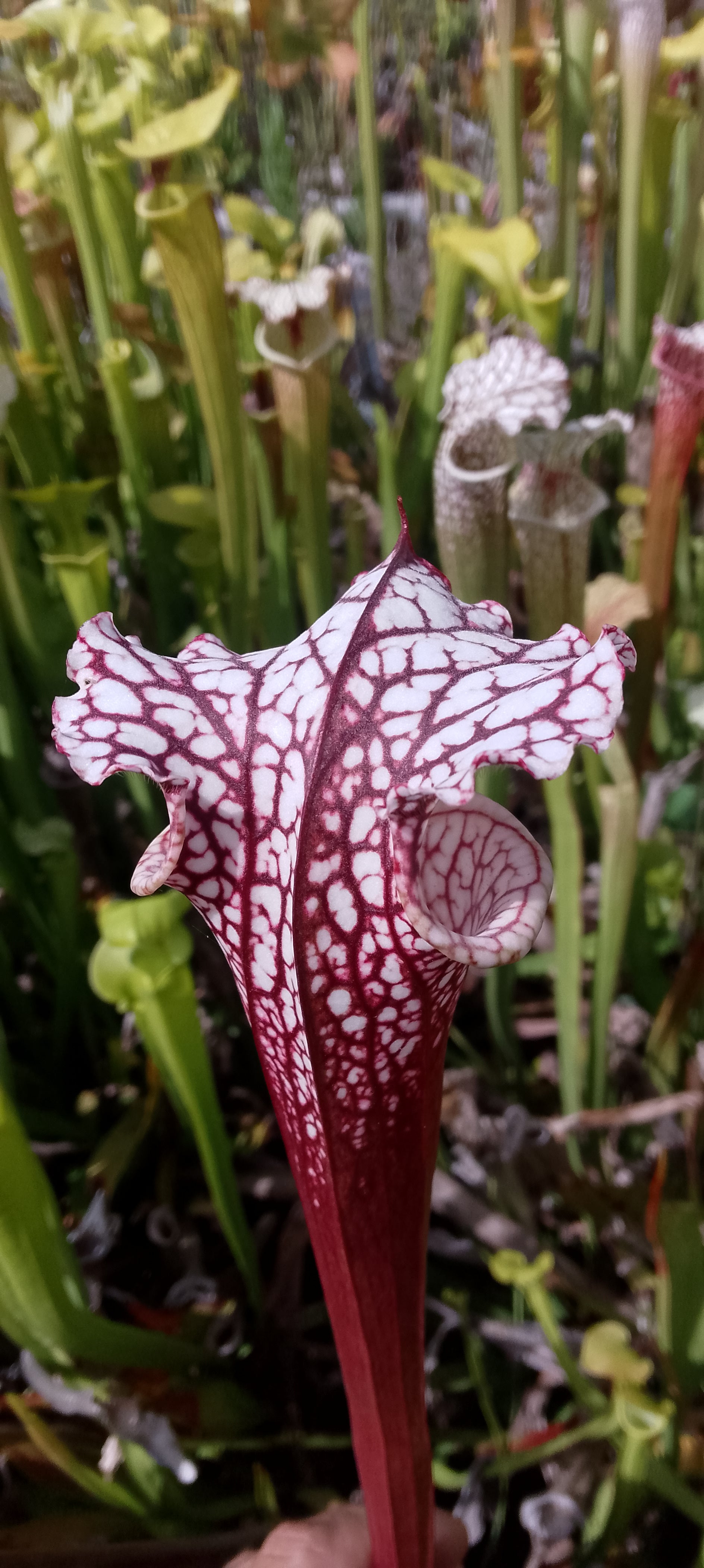 Sarracenia leucophylla rouge.