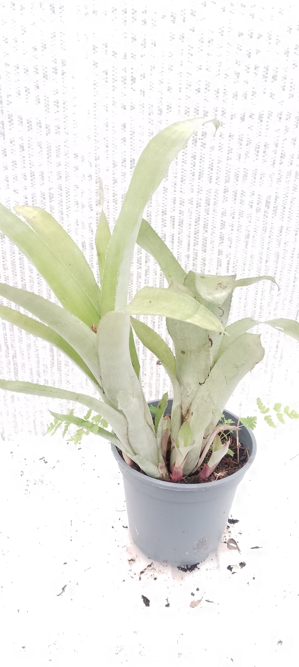 Bilbergia pyramidalis forme jaune pâle
