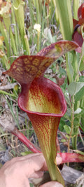 Sarracenia H85b MK x Moorei Adrian Slack