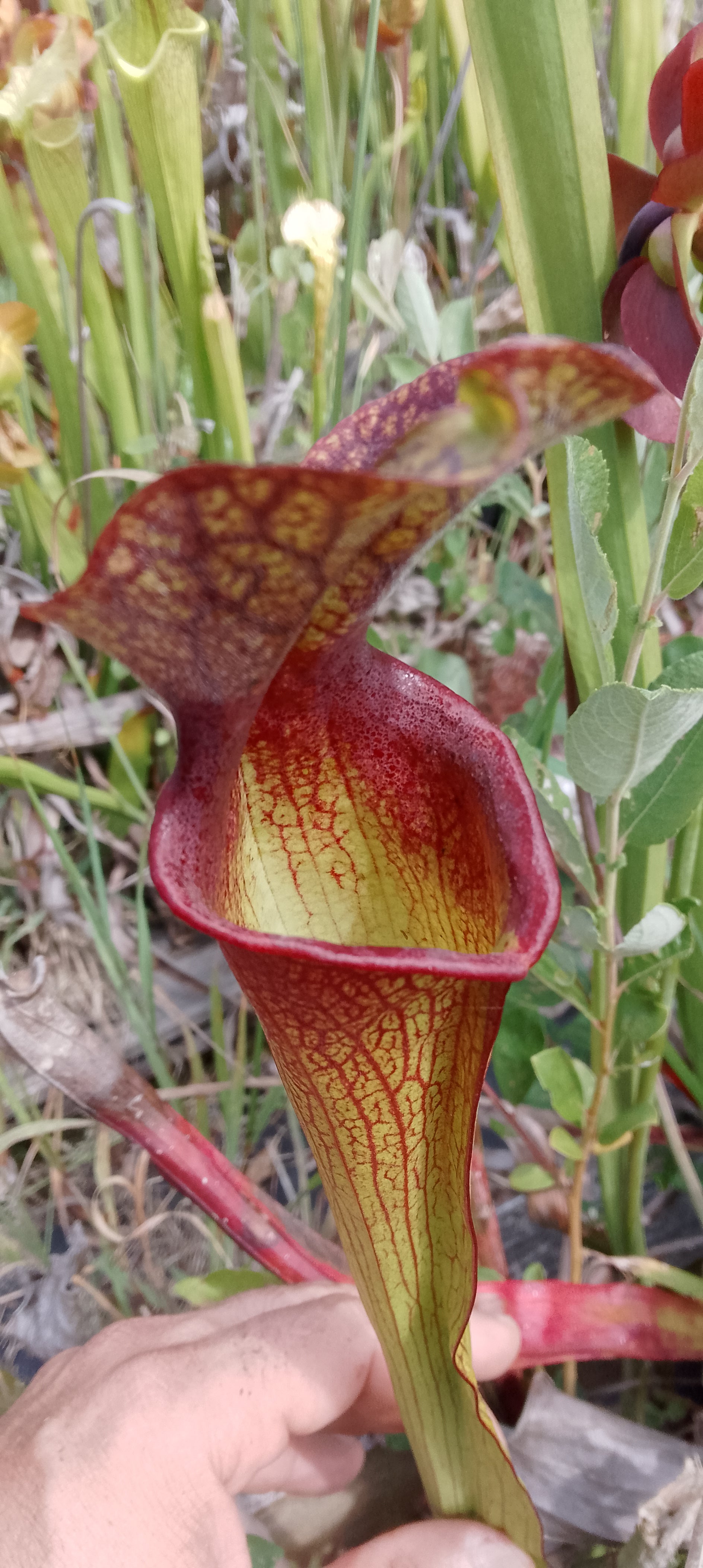 Sarracenia H85b MK x Moorei Adrian Slack