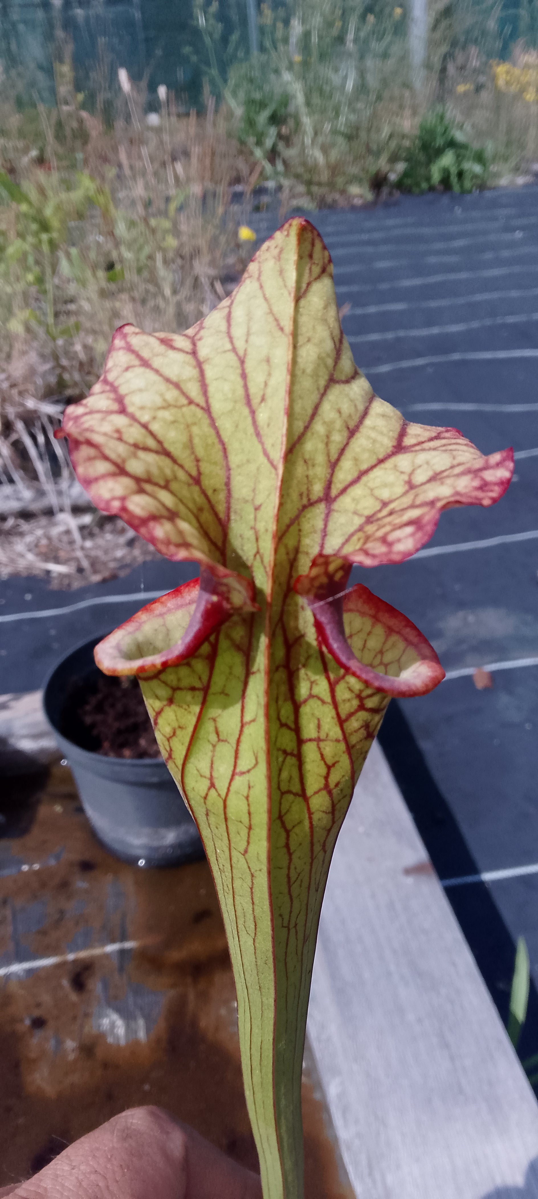 Sarracenia x Moorei Lurch