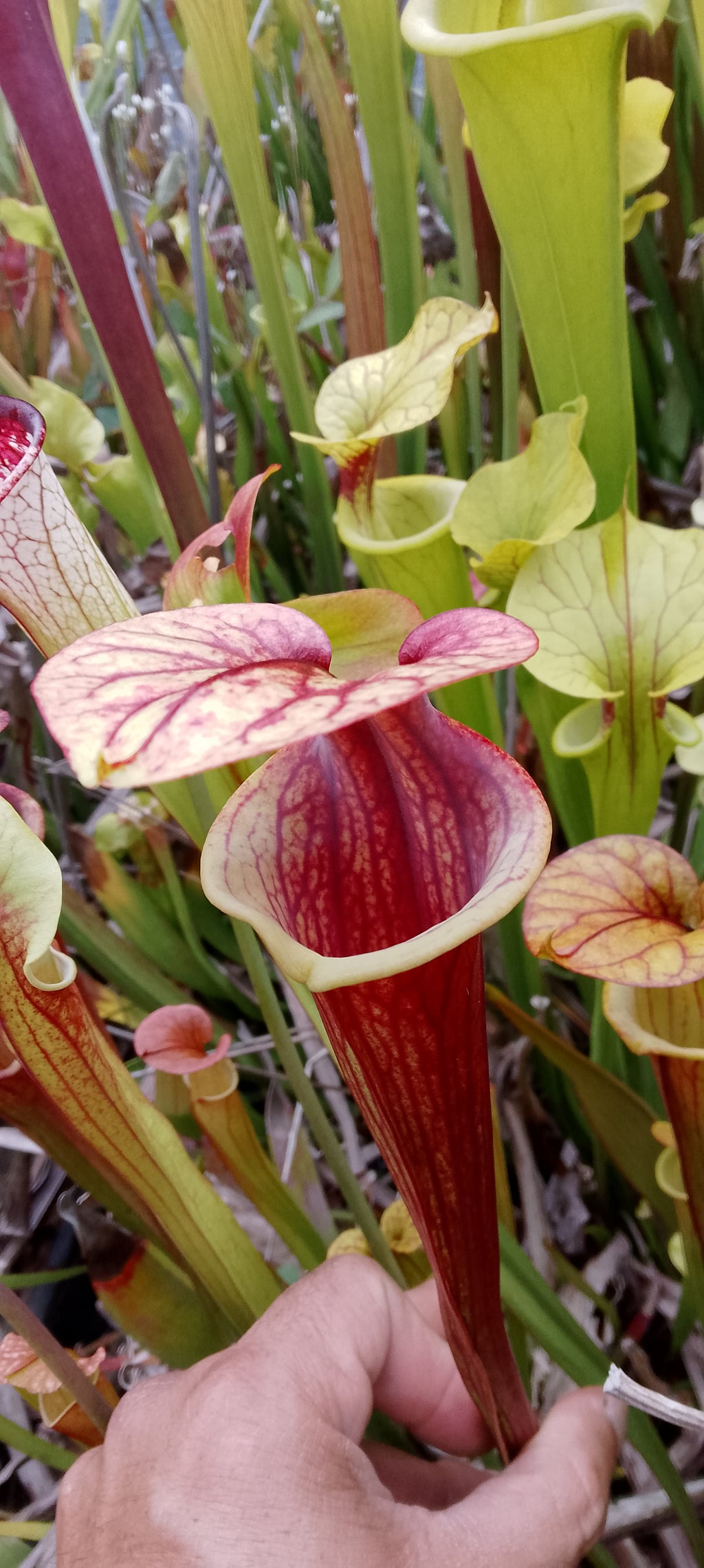Sarracenia x ( Flava var rubricorpora x leucophylla)x Moorei Adrian Slack
