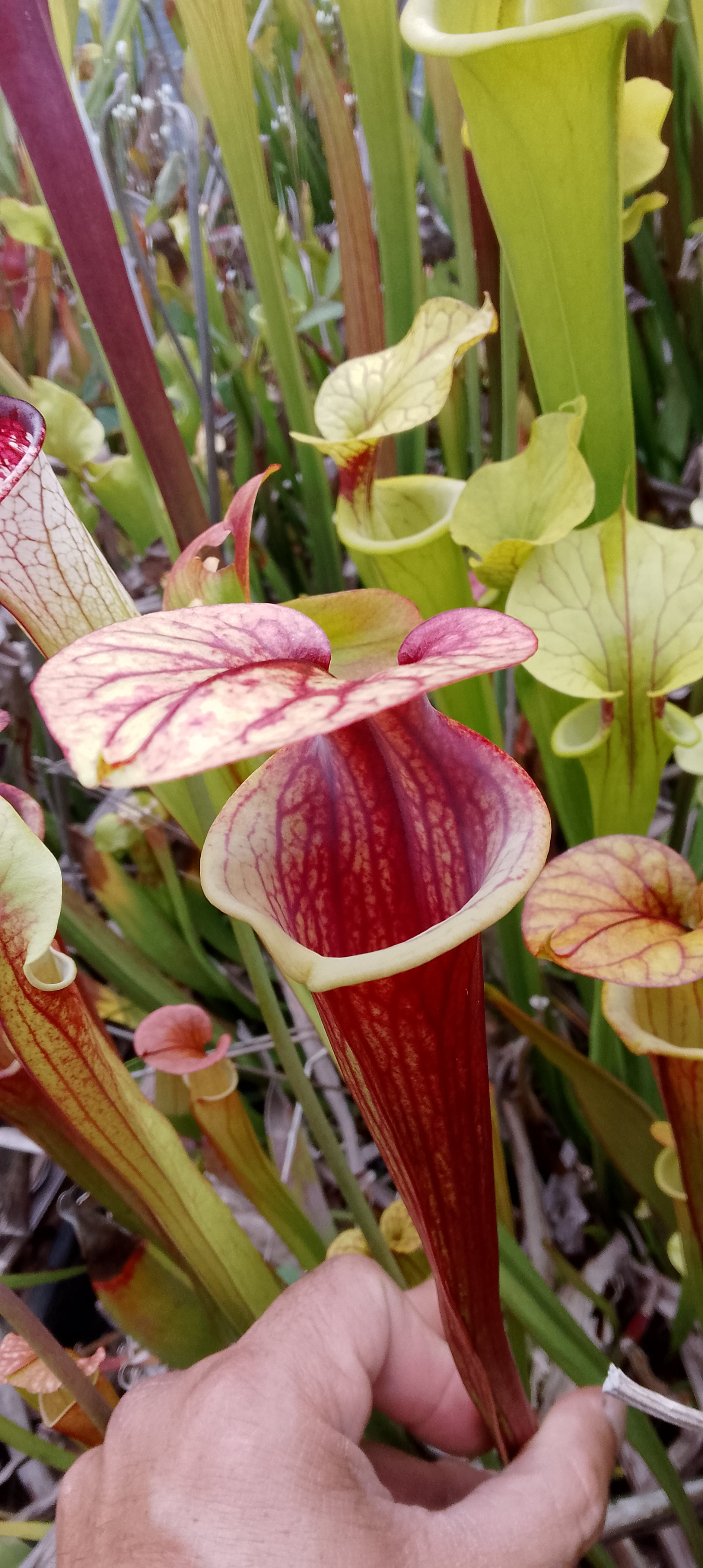 Sarracenia x ( Flava var rubricorpora x leucophylla)x Moorei Adrian Slack