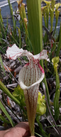 Sarracenia x Moorei