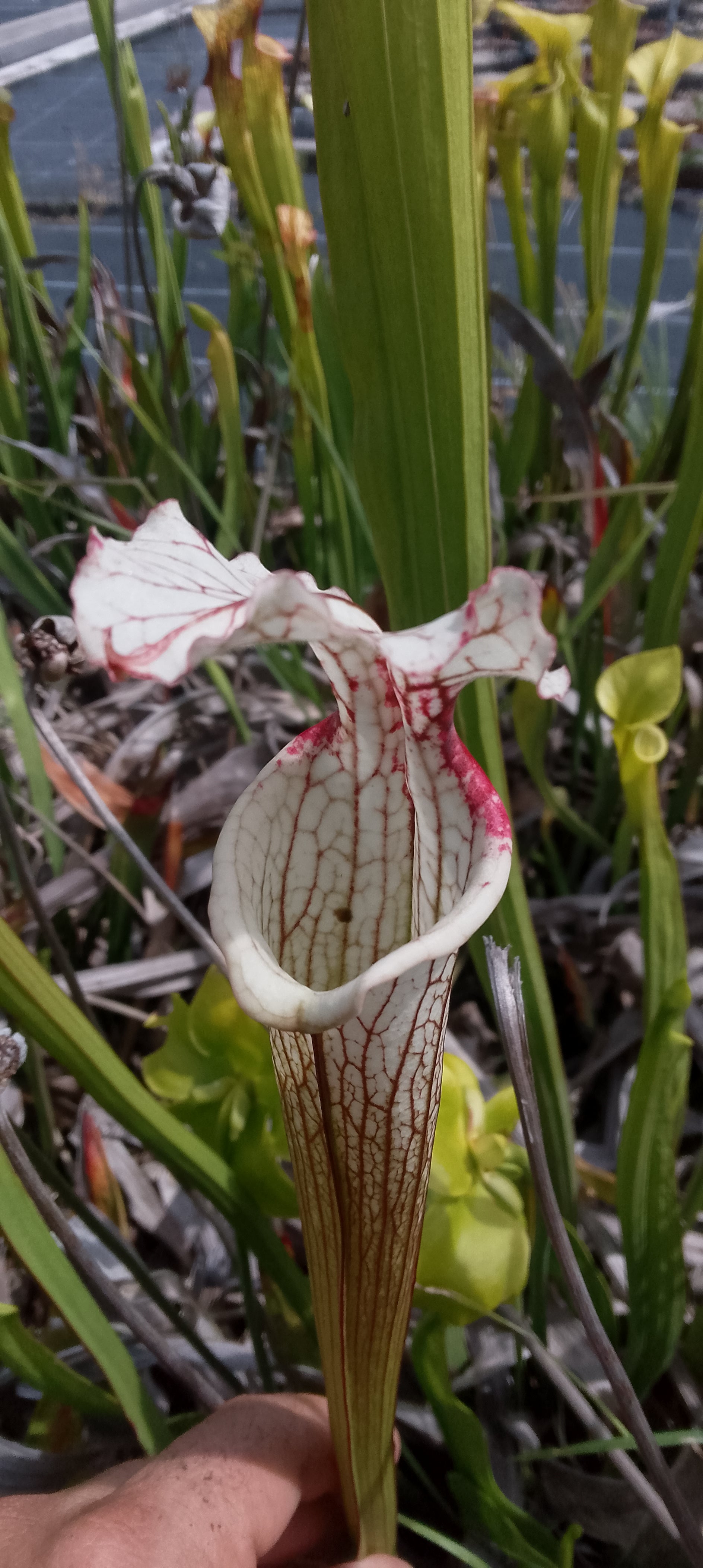 Sarracenia x Moorei