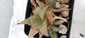 Aloe hybride
