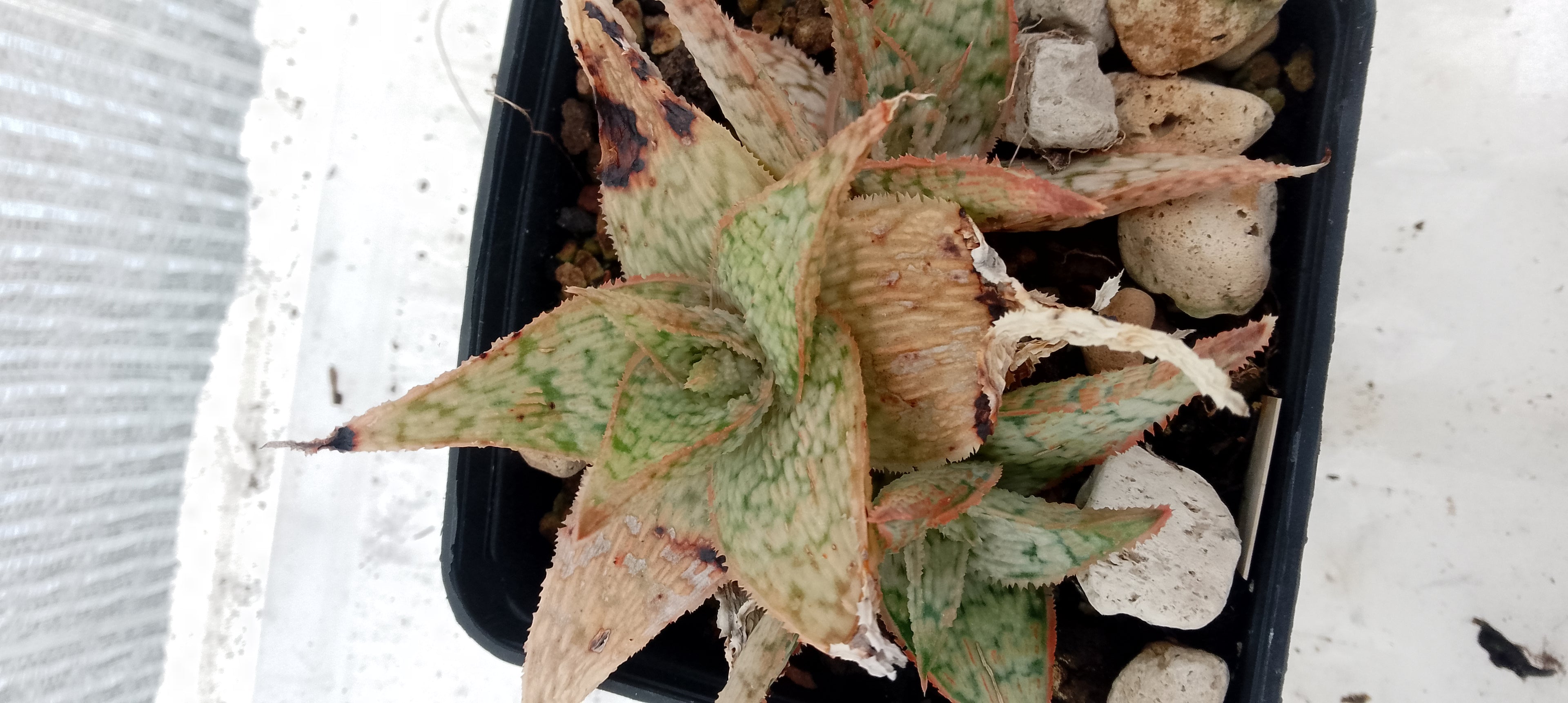 Aloe hybride
