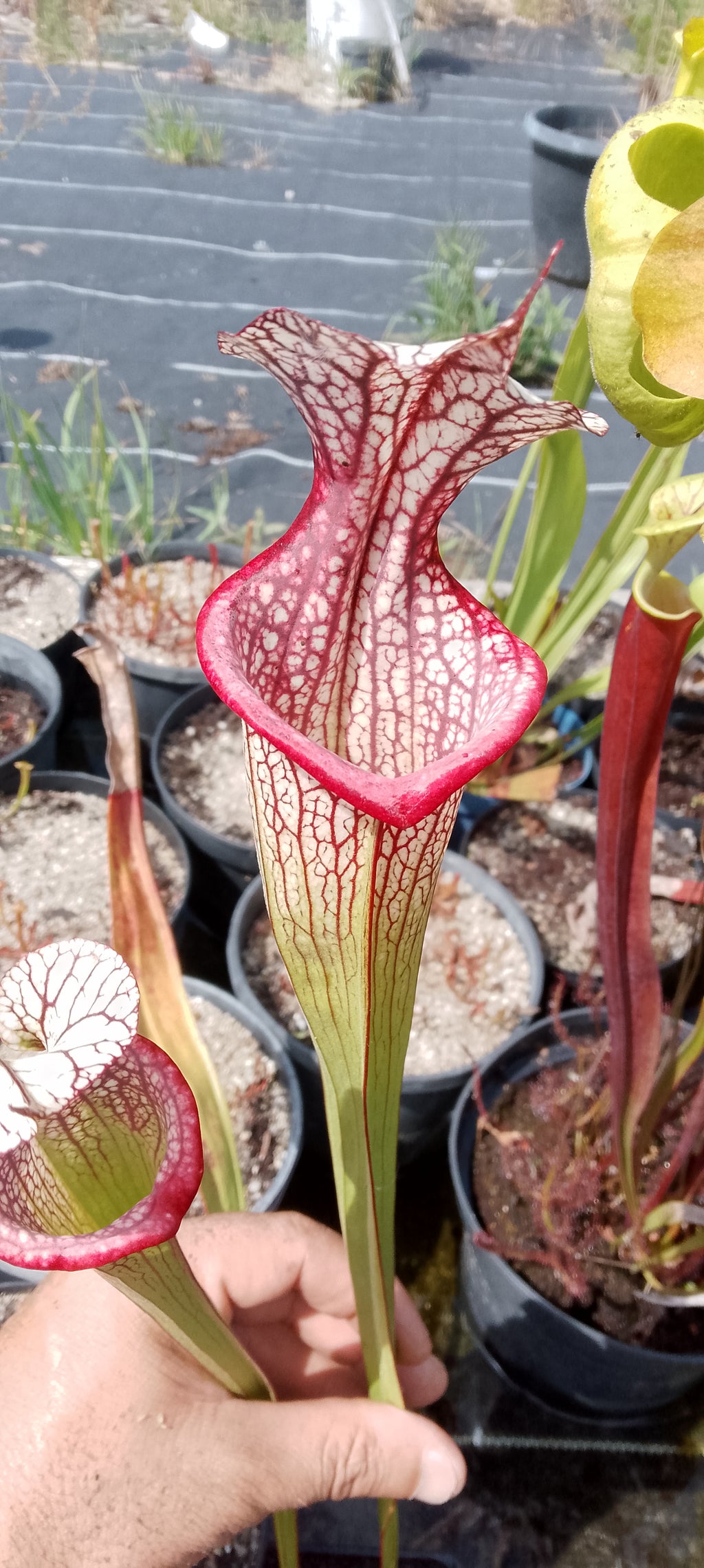 Sarracenia x Mystery Clone.