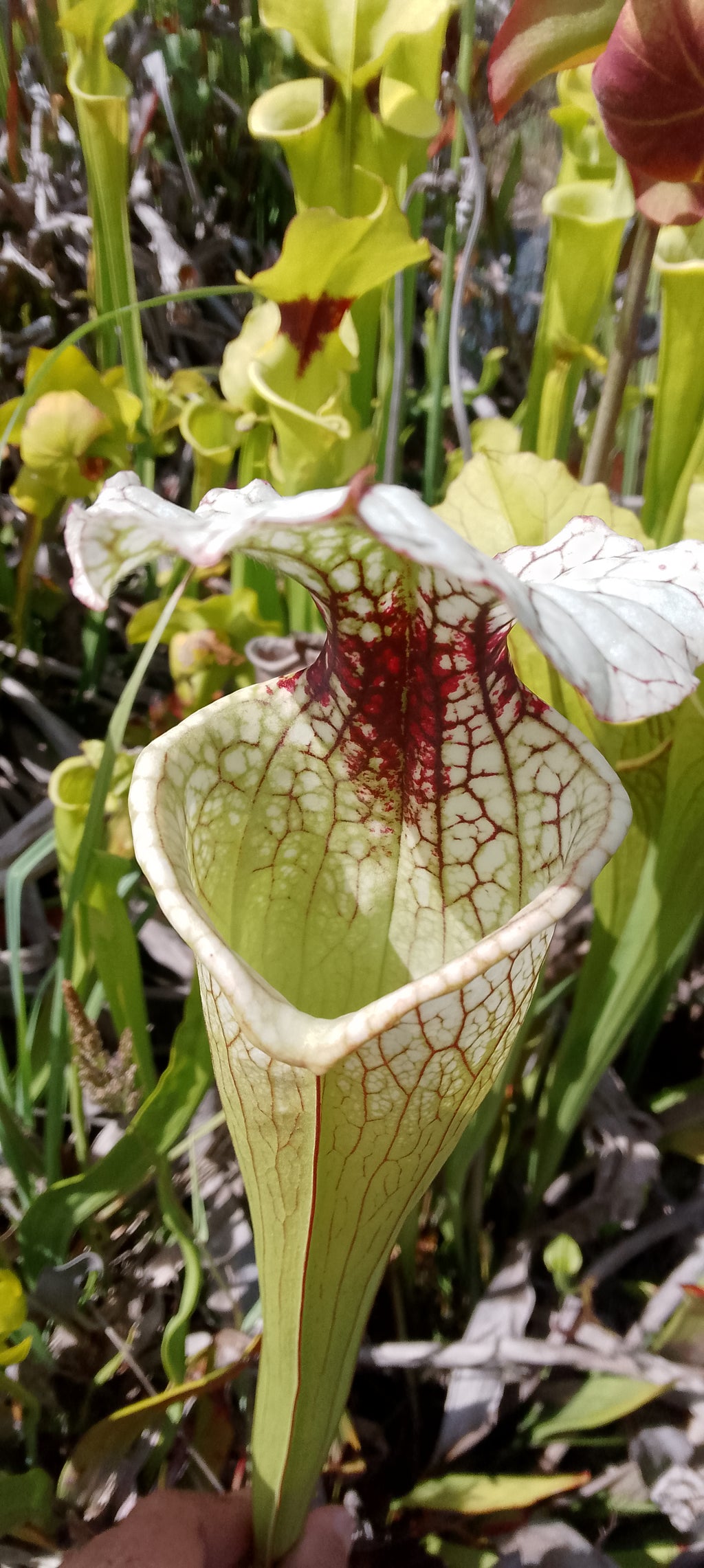 Sarracenia x Moorei