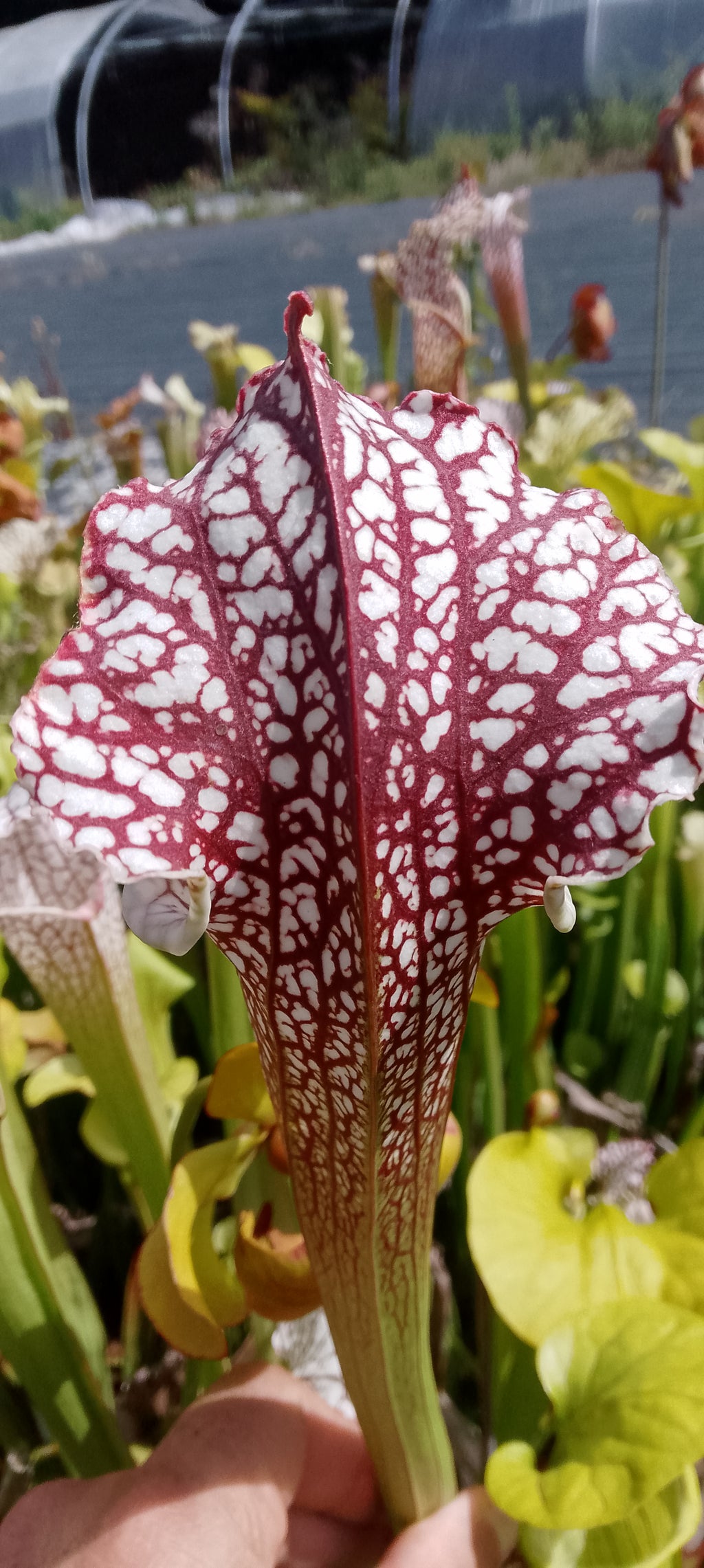 Sarracenia leucophylla.