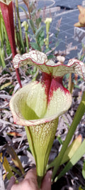 Sarracenia x Moorei Leah Wilkerson