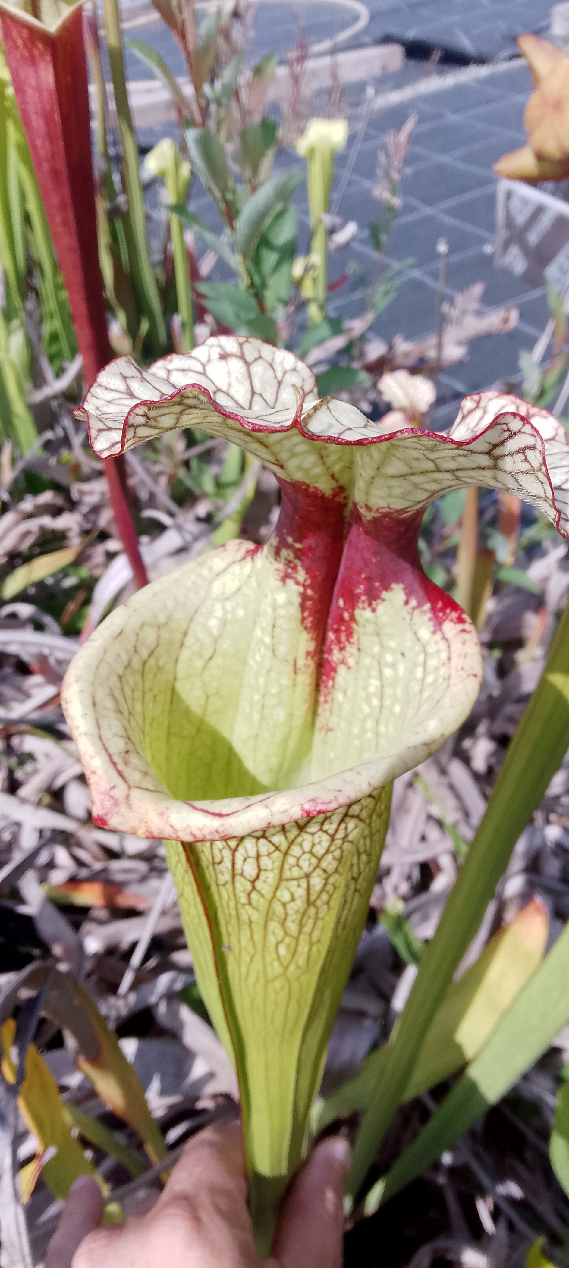 Sarracenia x Moorei Leah Wilkerson