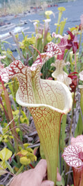 Sarracenia Moorei x Moorei