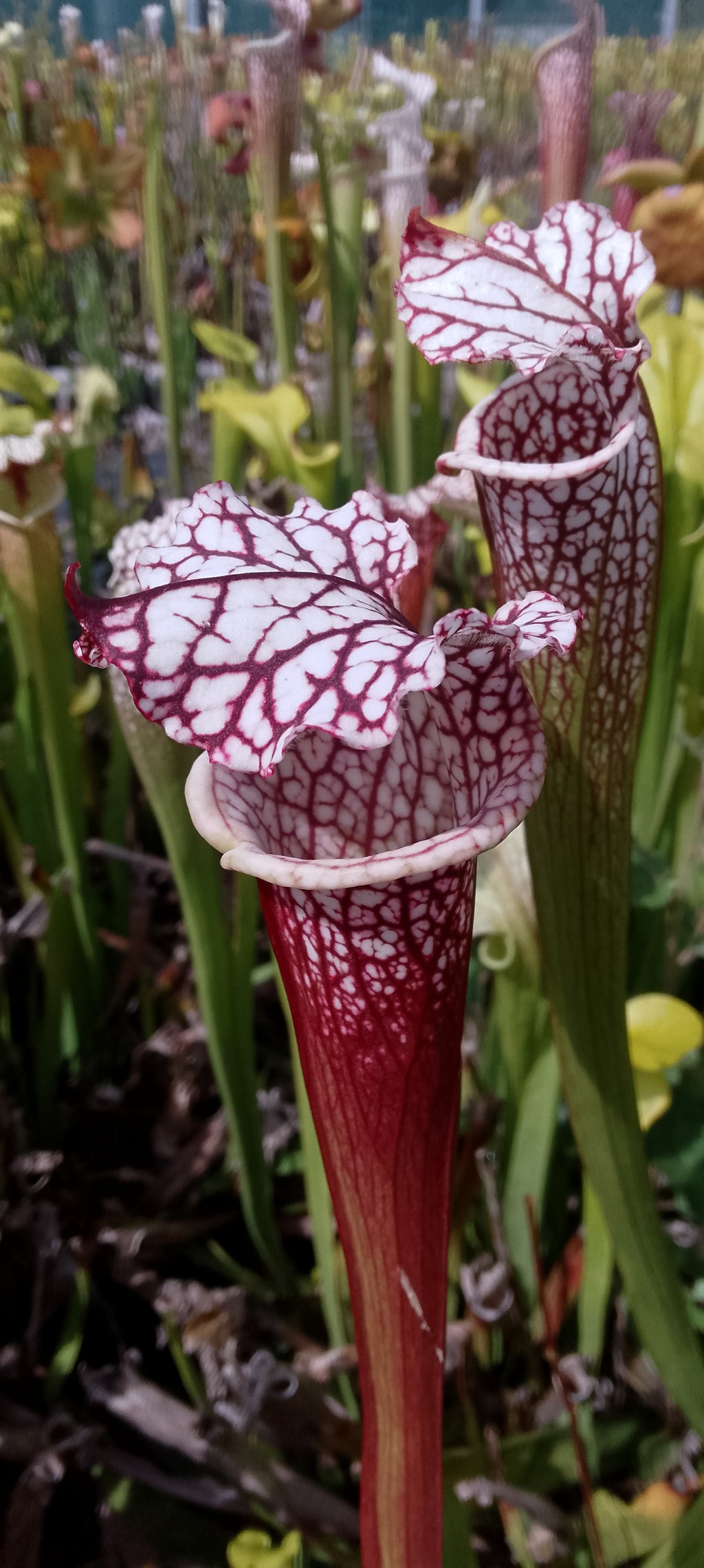 Sarracenia leucophylla rouge.