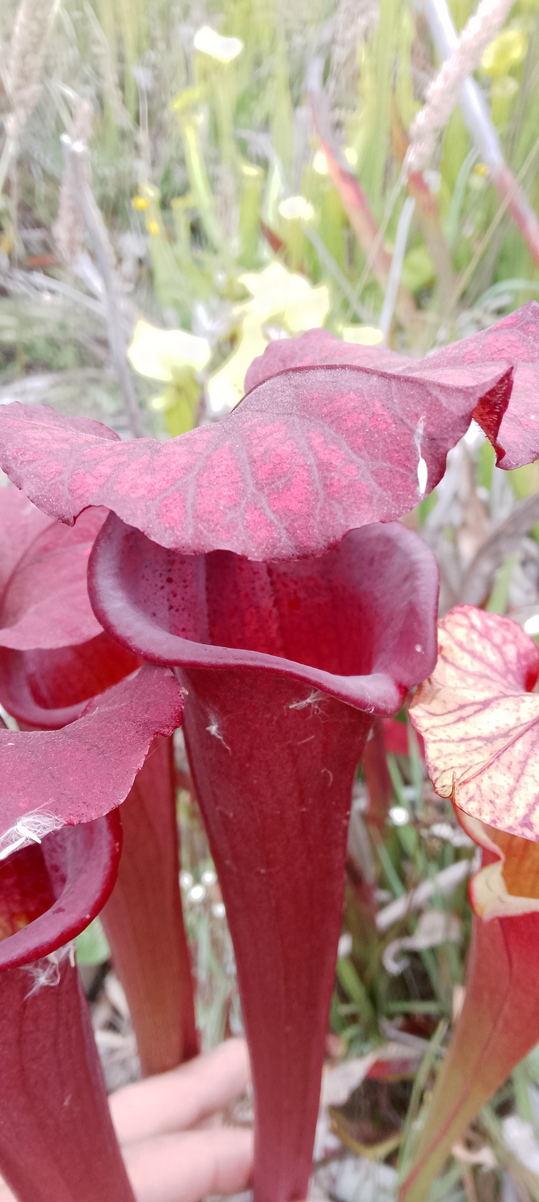 Sarracenia Bagheera x Saurus