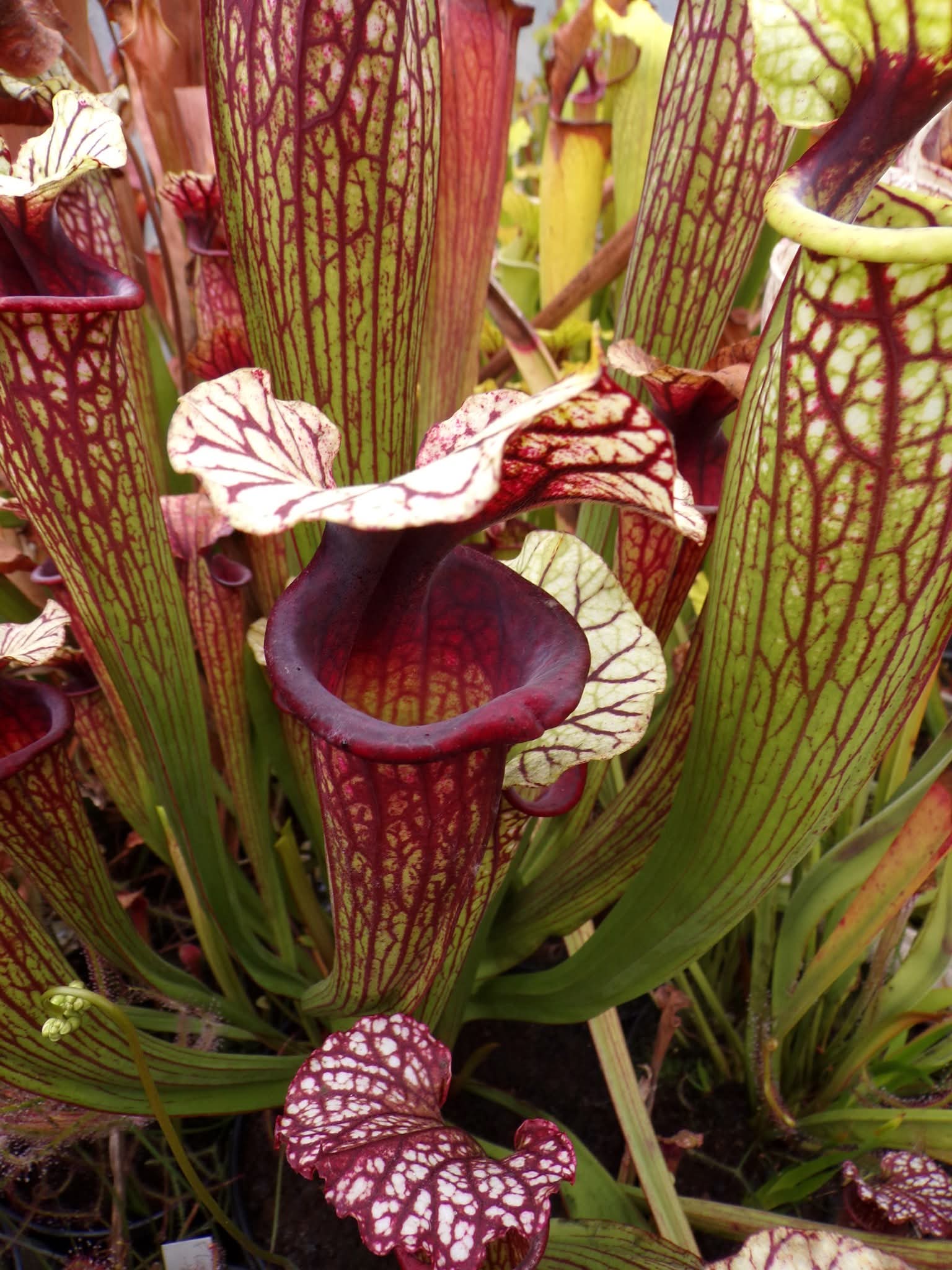 Sarracenia Saurus x Saurus
