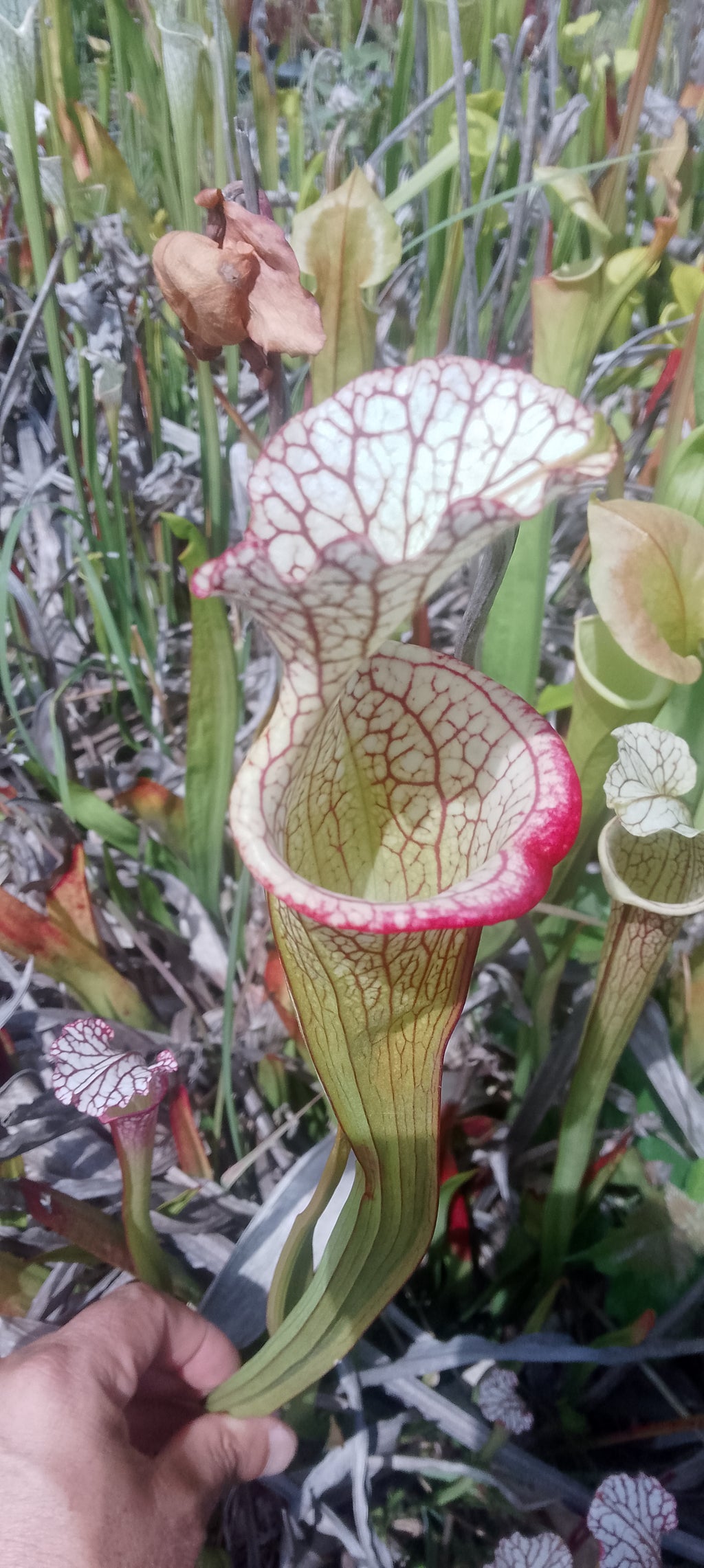 Sarracenia x (Moorei x Adrian Slack)