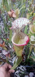 Sarracenia x (Moorei x Adrian Slack)