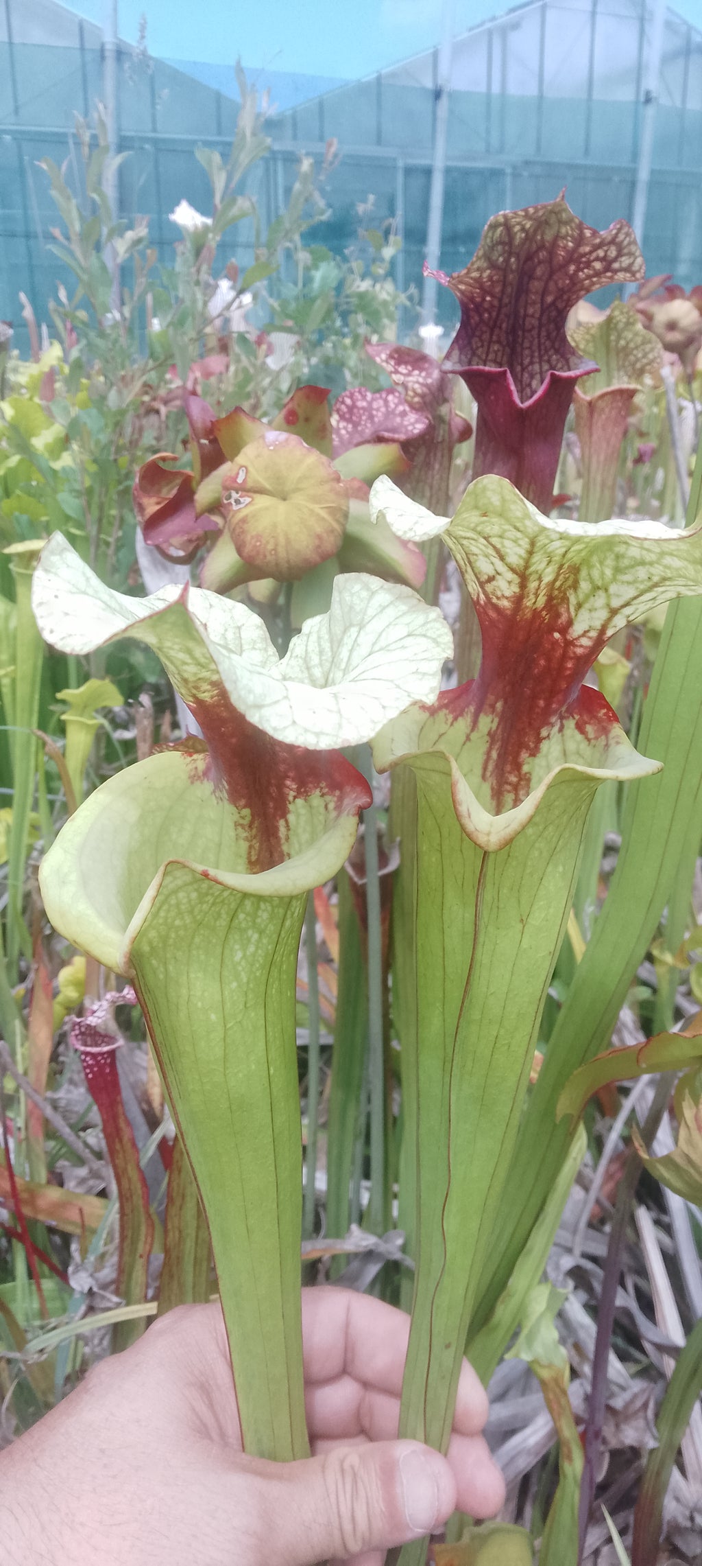 Sarracenia x Sergent Hartmann x Leah Wilkerson