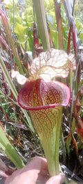 Sarracenia x Moorei