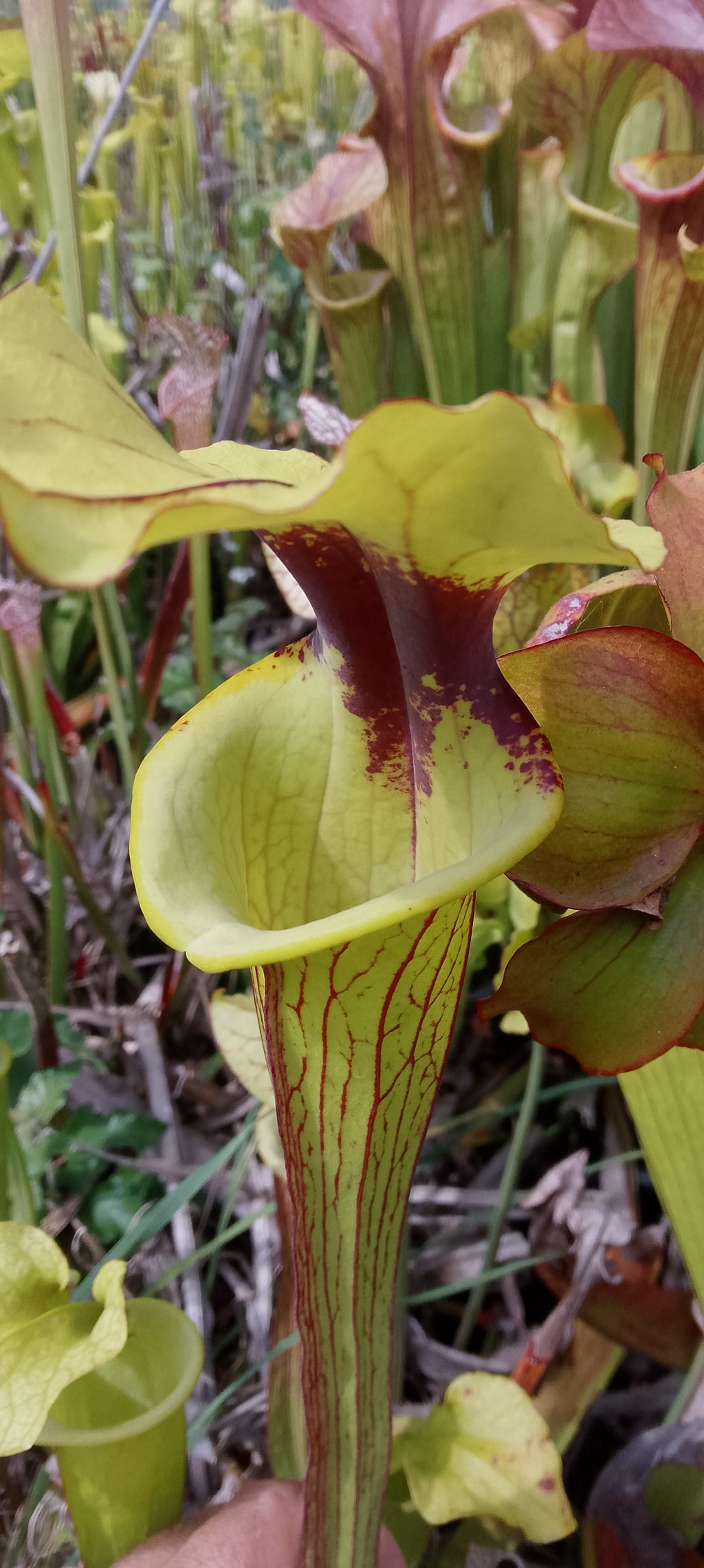 Sarracenia x ( Sergent Hartmann x Flava ornata)