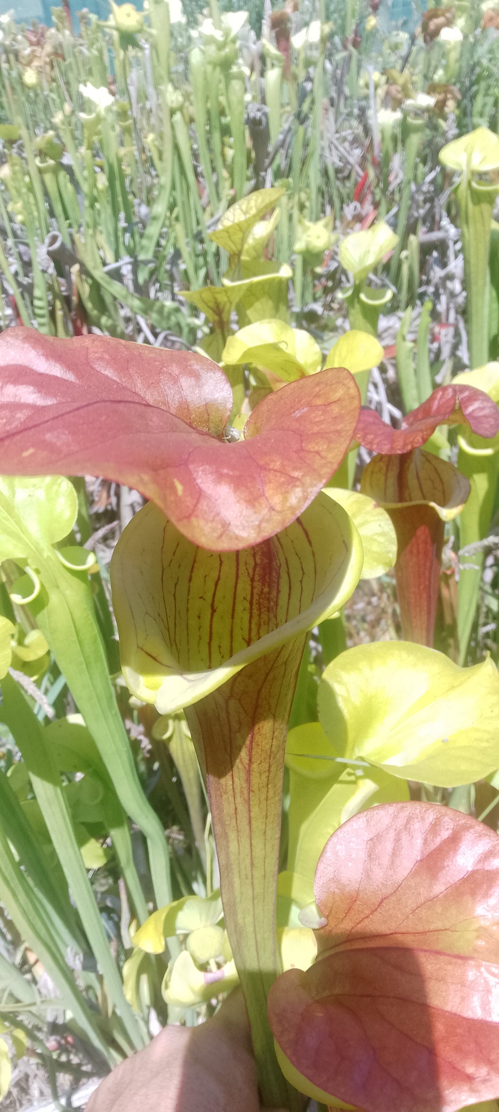 Sarracenia Flava var cuprea