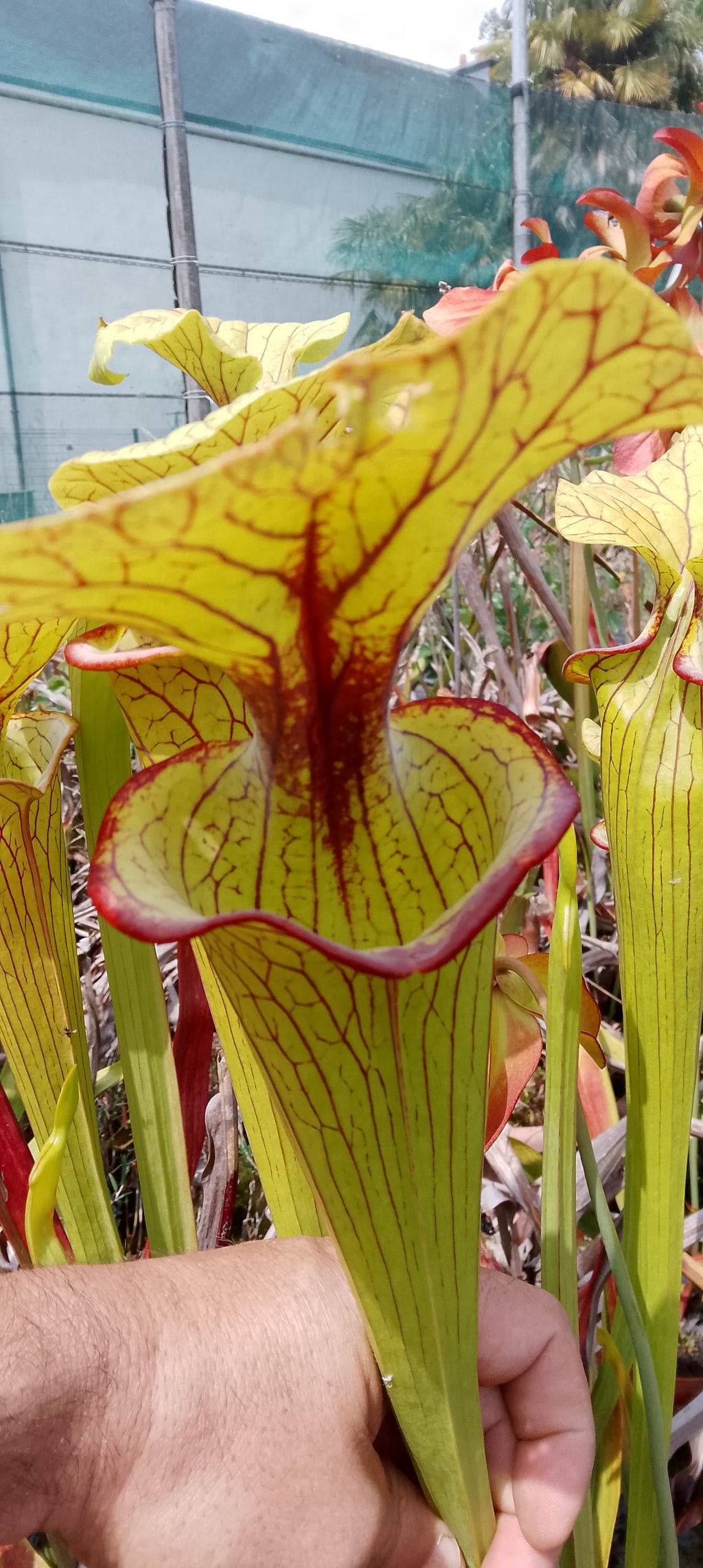 Sarracenia x ( Saurus x Saurus)