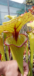 Sarracenia x ( Saurus x Saurus)