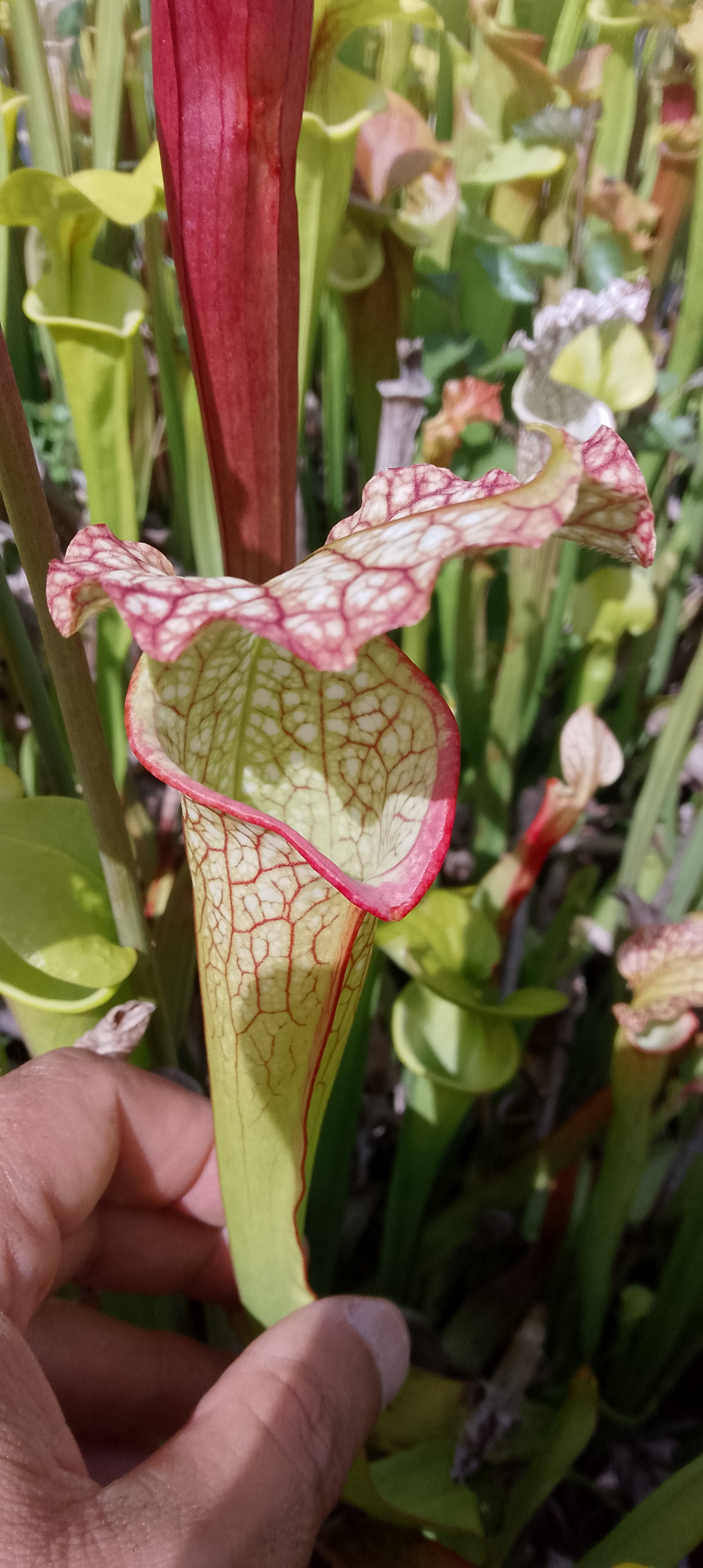 Sarracenia x ( Moorei x Moorei)