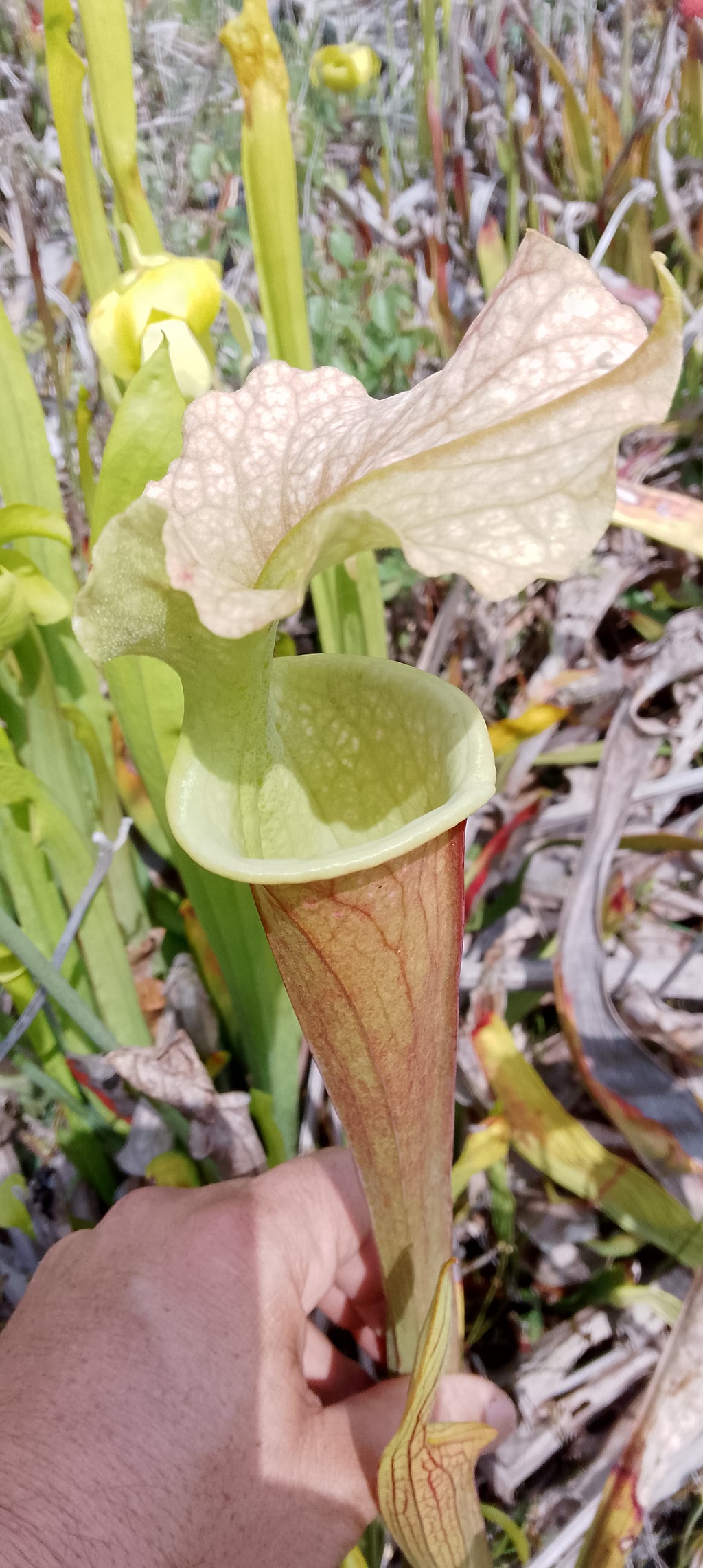 Sarracenia x ( Ananas x Saurus)
