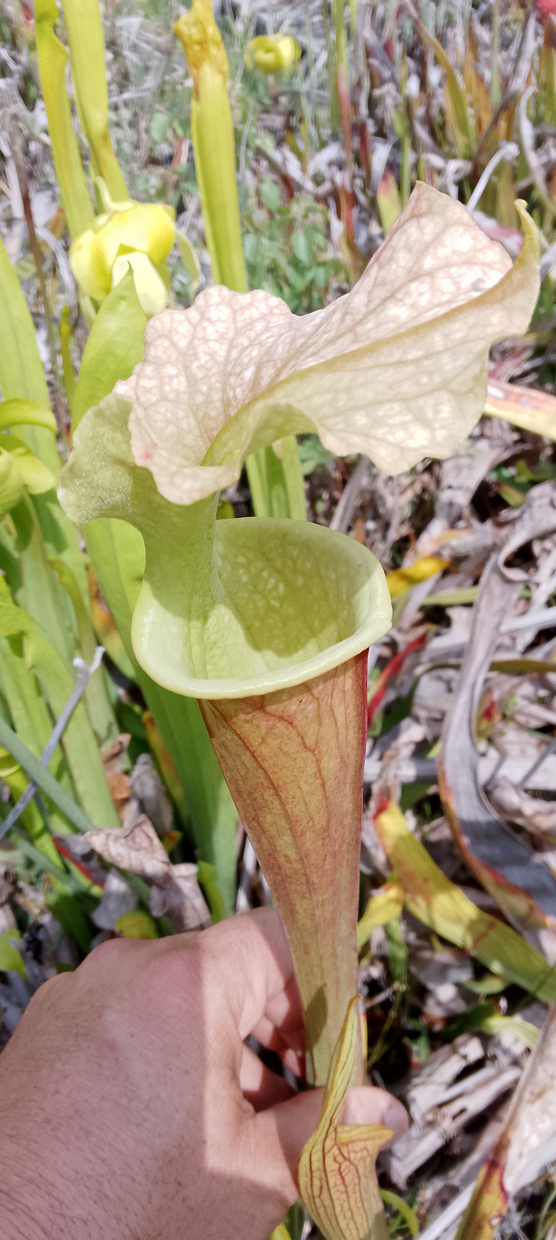 Sarracenia x ( Ananas x Saurus)