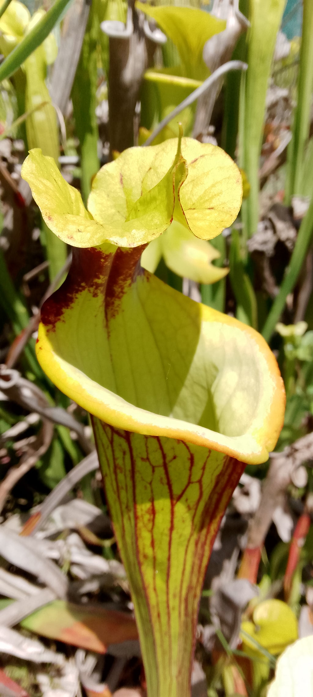 Sarracenia x Gorilla Sunshine