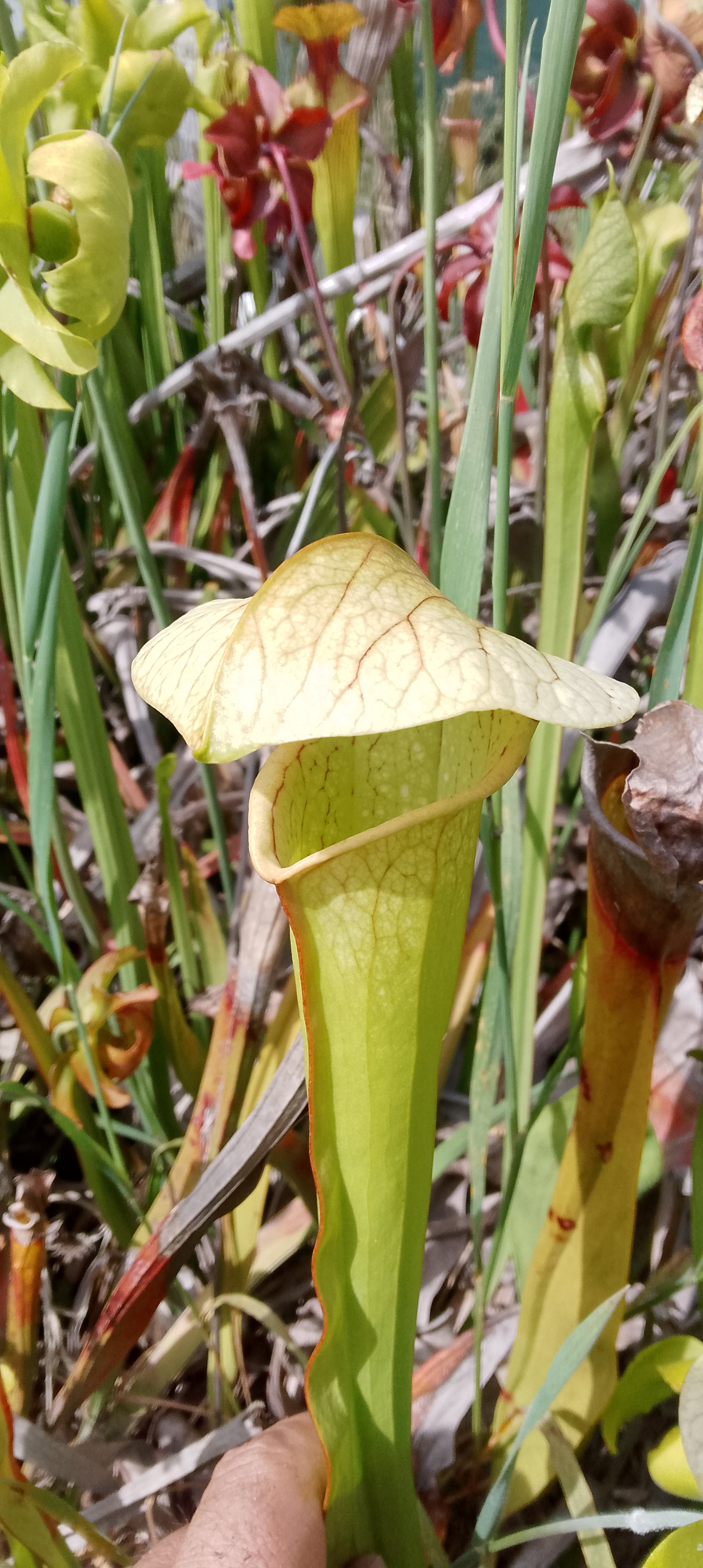 Sarracenia Moorei Adrian Slack x Minor