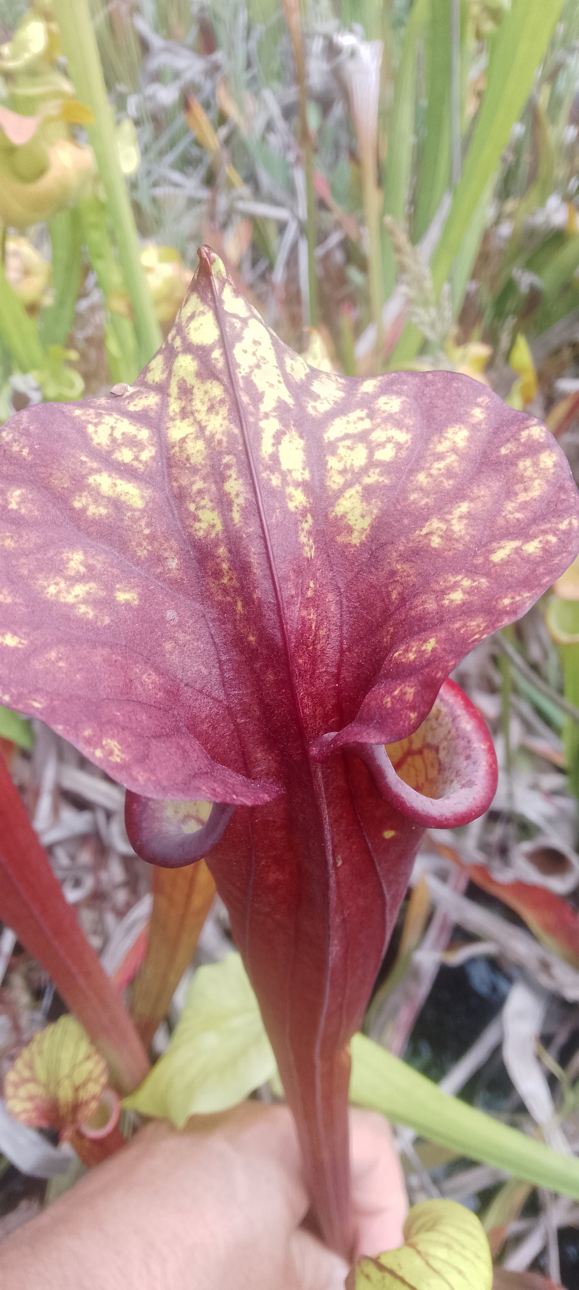 Sarracenia Flava var rubricorpora x Leah Wilkerson