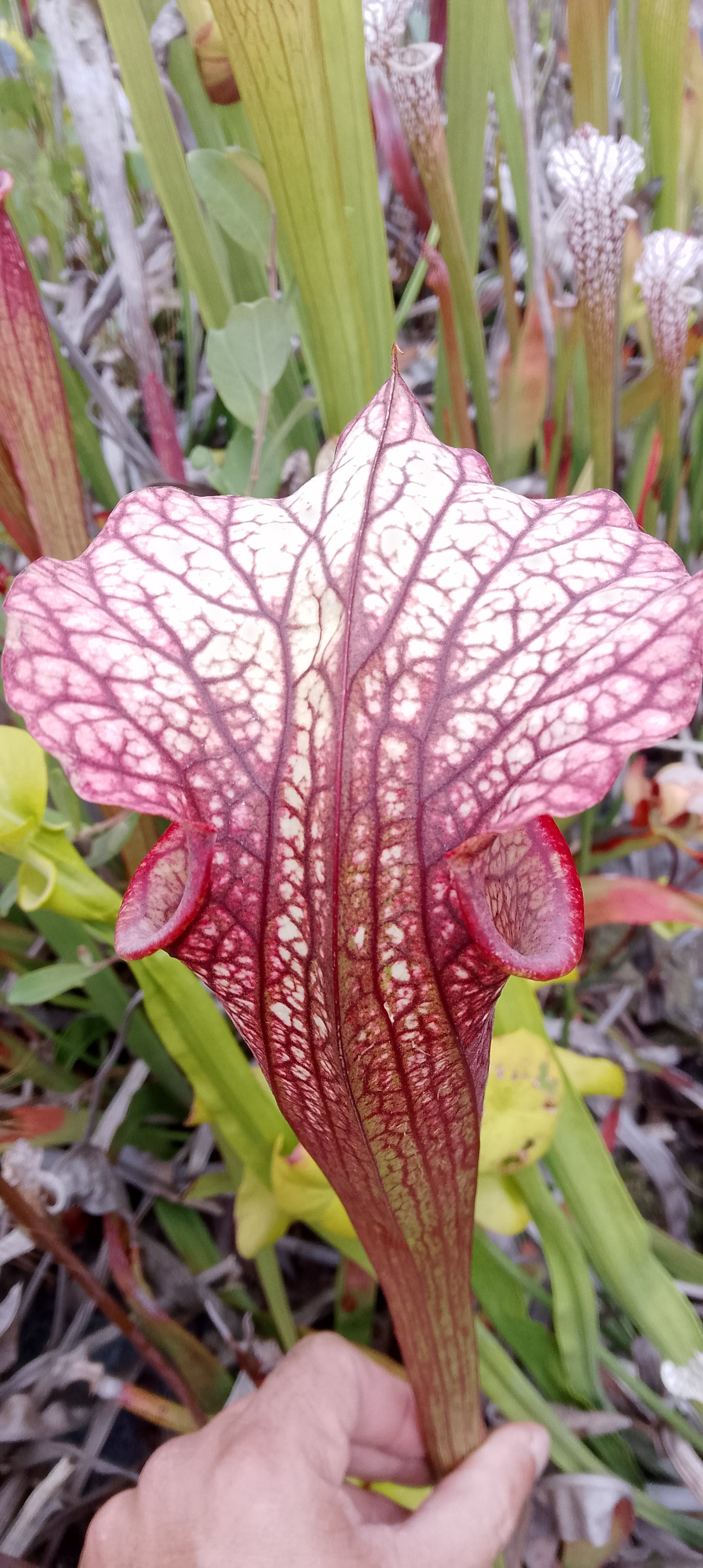 Sarracenia x hybride