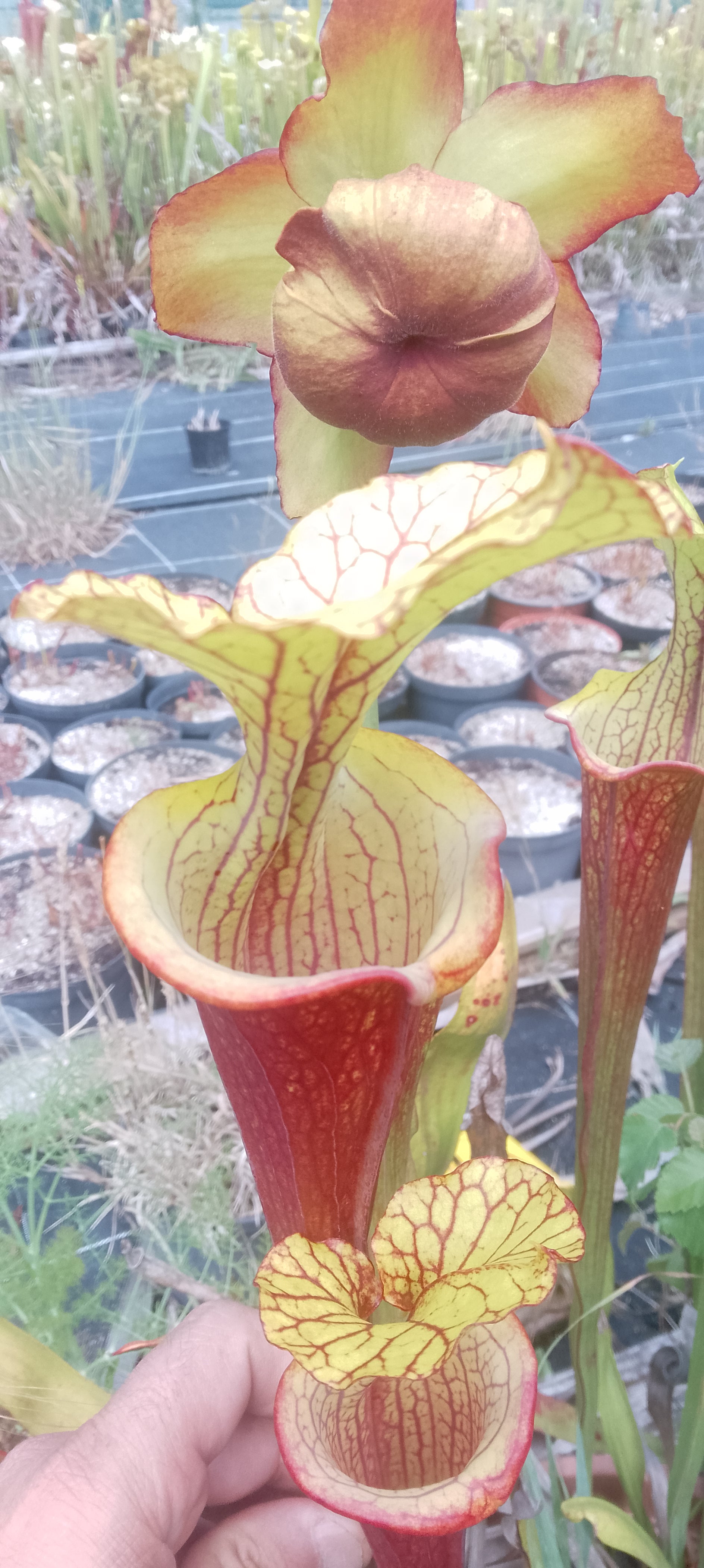 Sarracenia x hybride ''capuchon jaune''