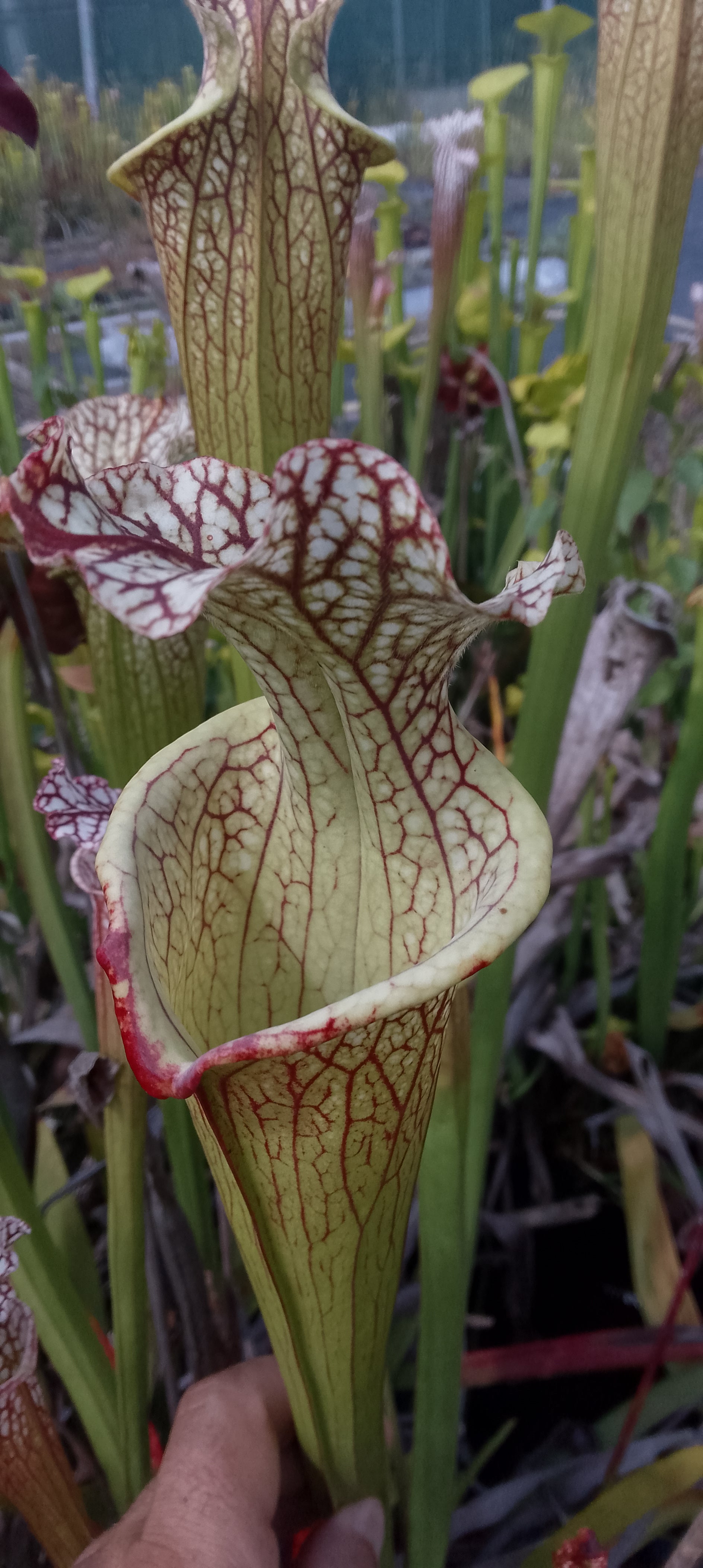 Sarracenia x Moorei