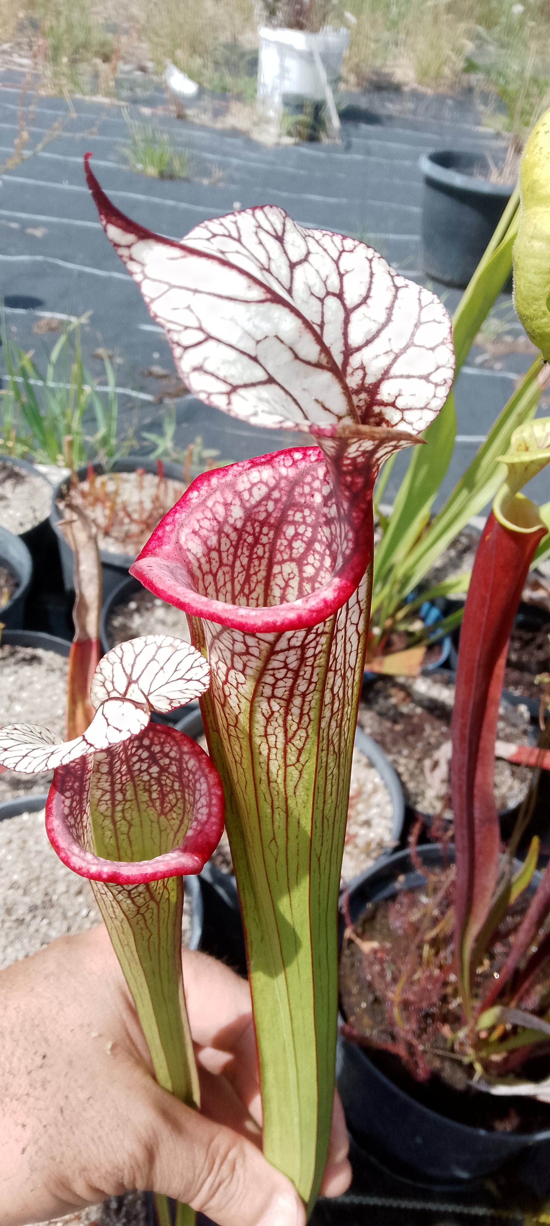 Sarracenia x Mystery Clone.
