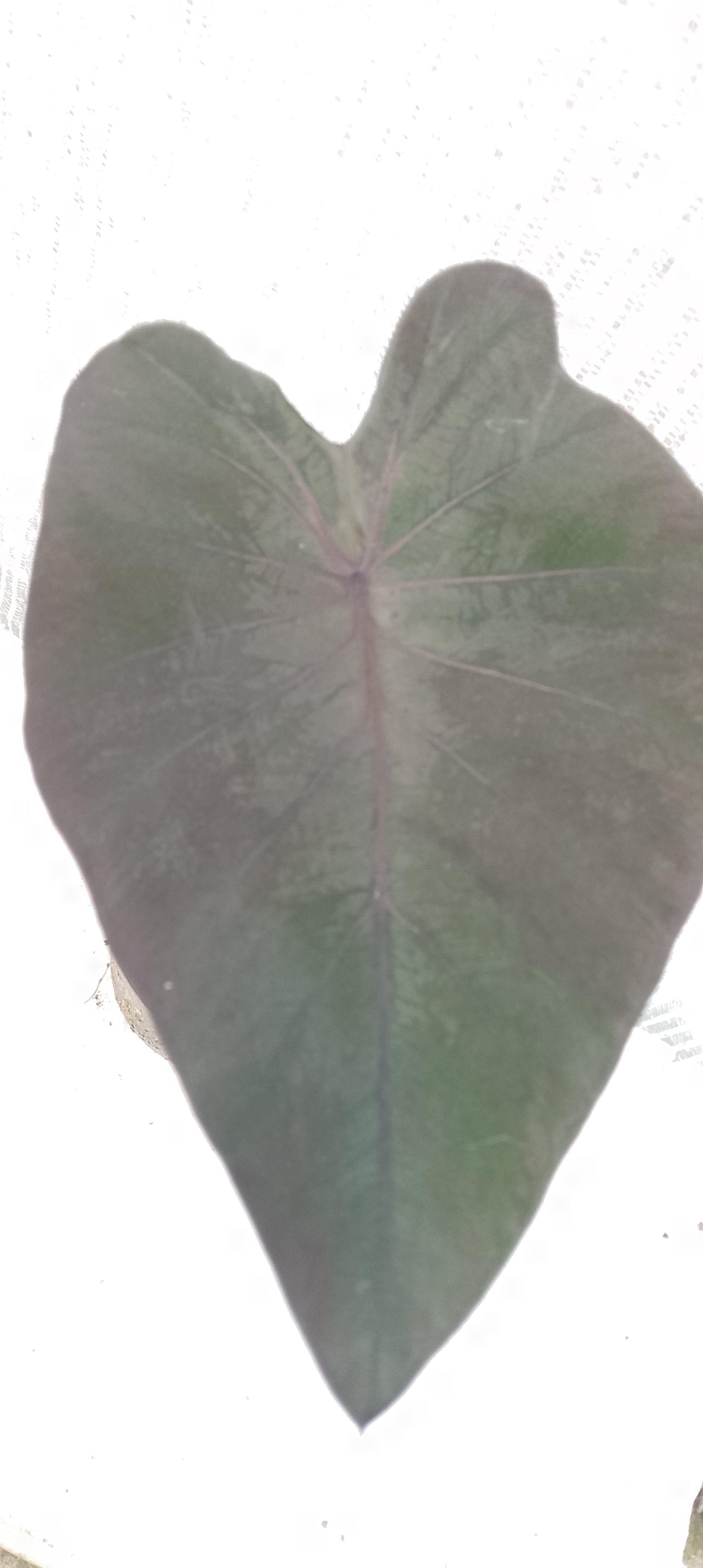 Colocasia de semis 8