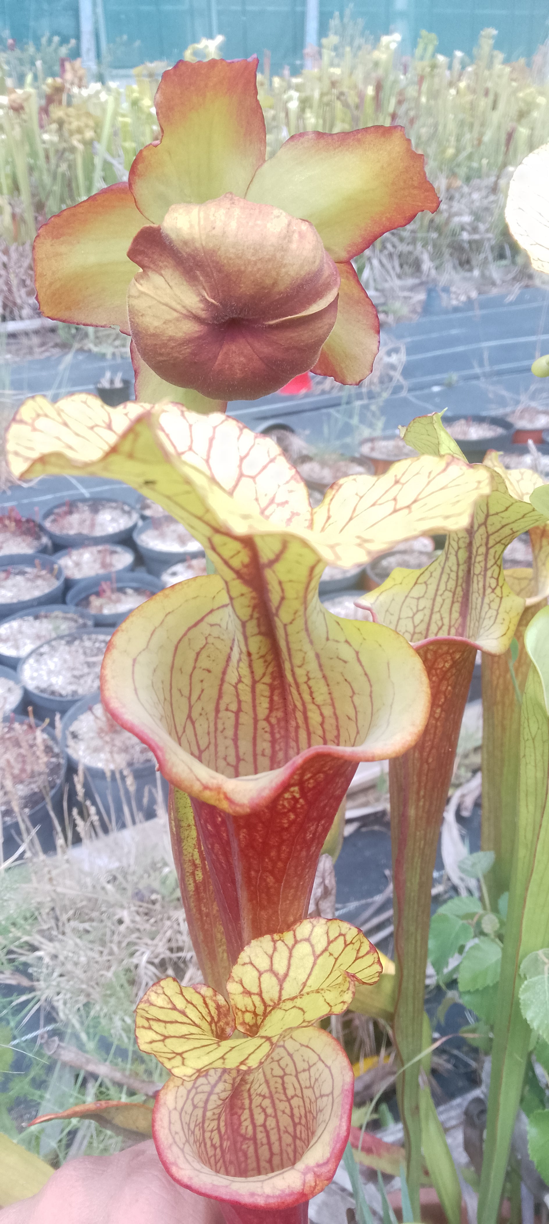 Sarracenia x hybride ''capuchon jaune''