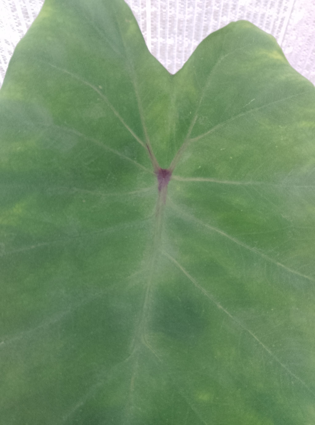 Colocasia de semis 5