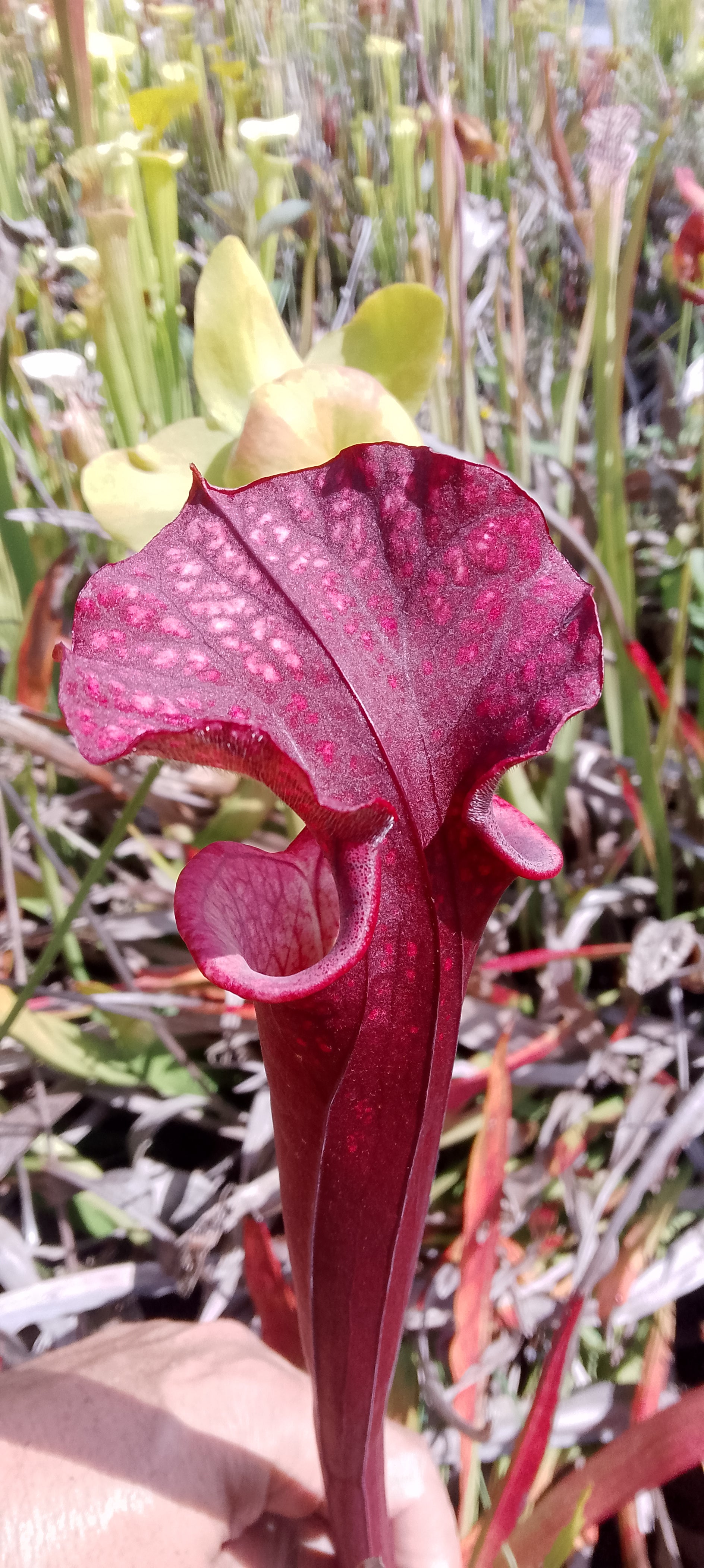 Sarracenia Saurus x Saurus