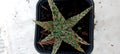 Aloe hybride