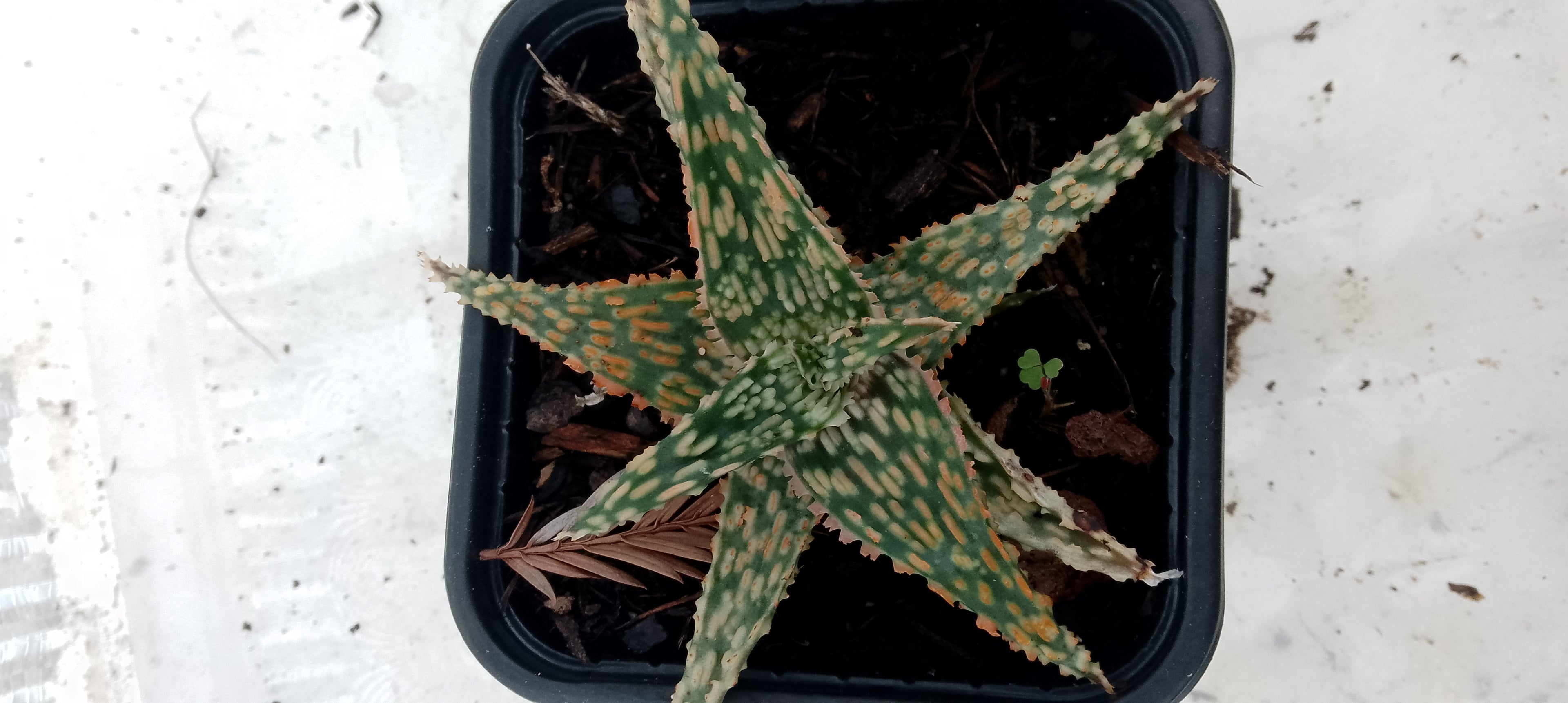 Aloe hybride