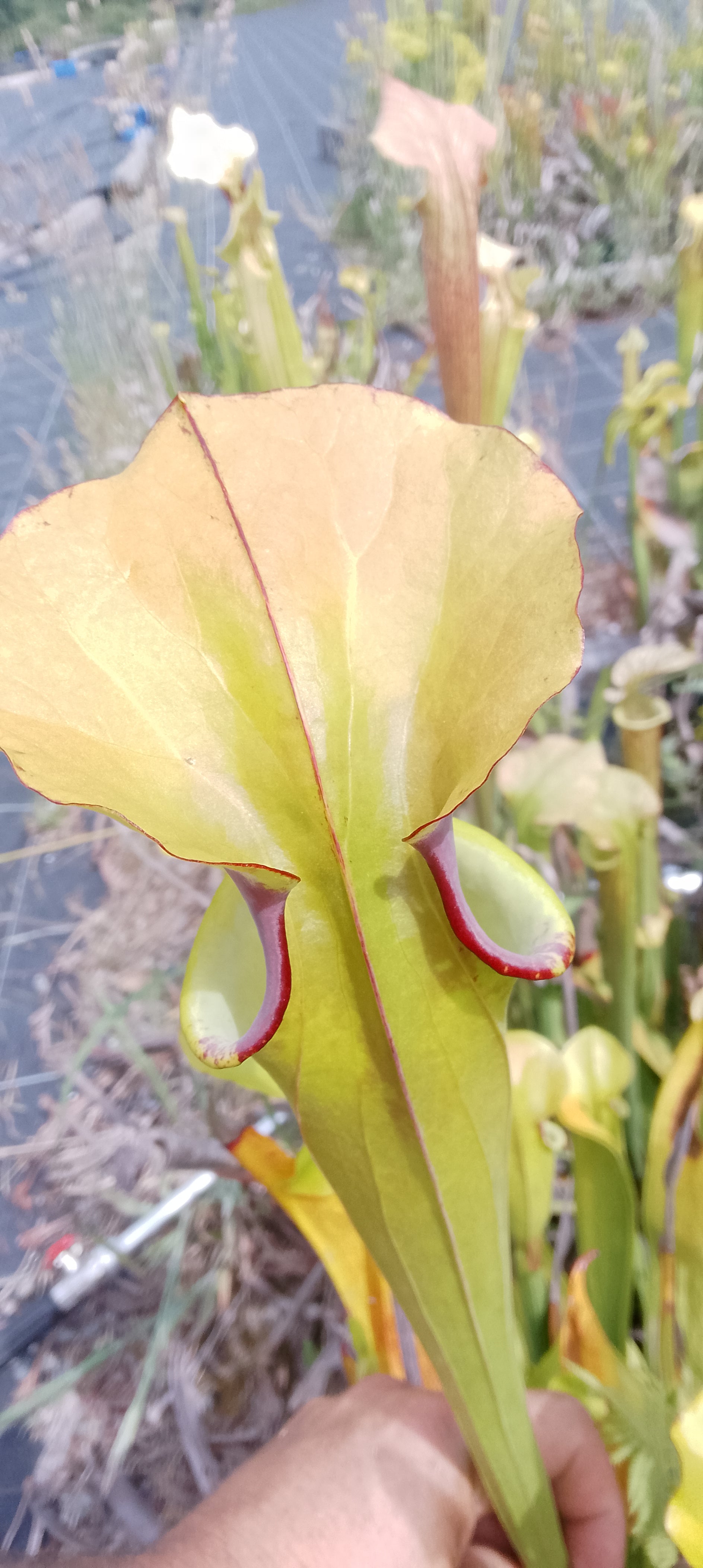 Sarracenia Moorei Leah Wilkerson x Leah Wilkerson