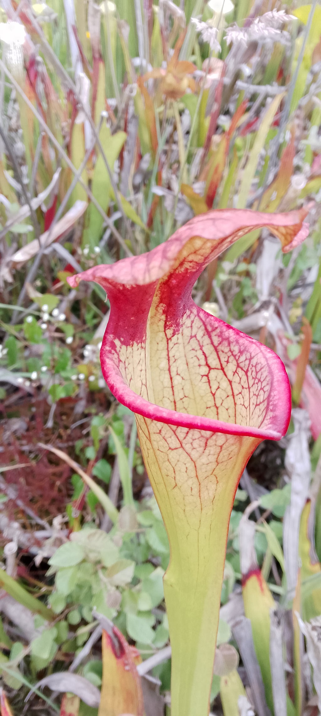 Sarracenia Adrian Slack x Adrian Slack