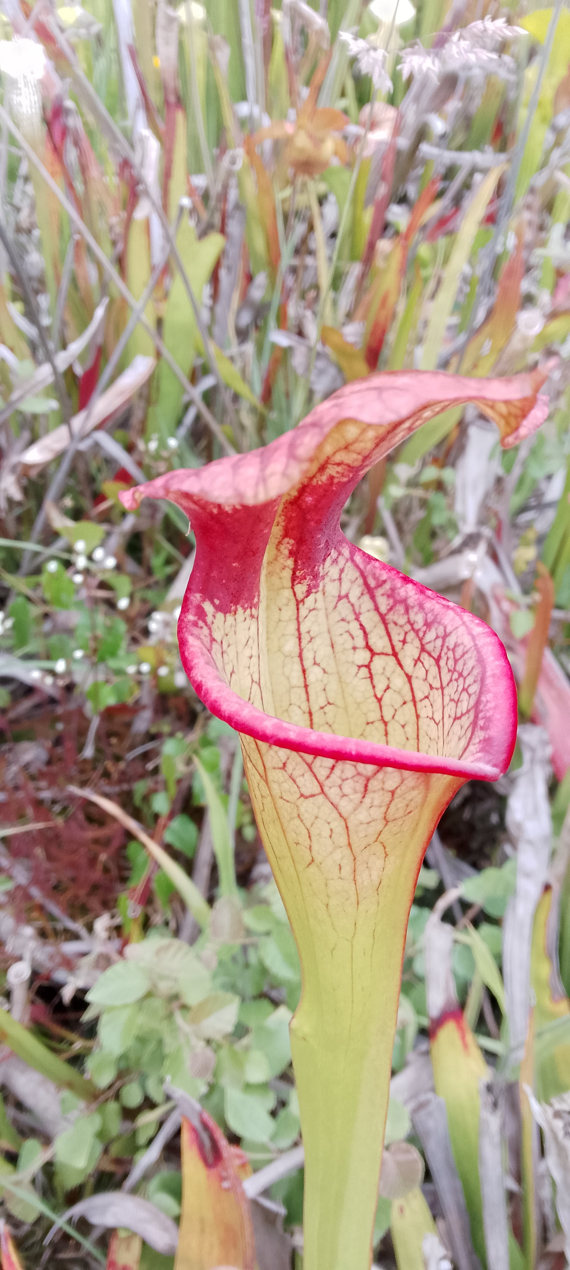 Sarracenia Adrian Slack x Adrian Slack