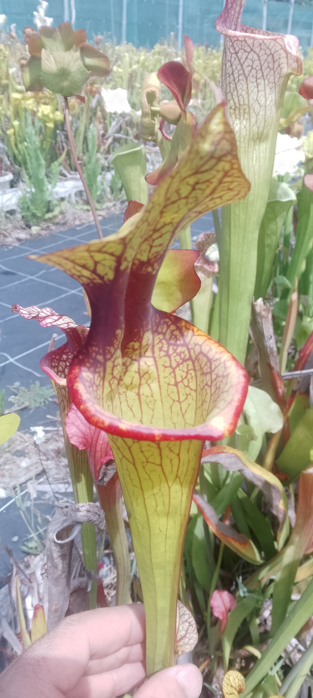 Sarracenia Moorei Adrian Slack x Moorei Adrian Slack