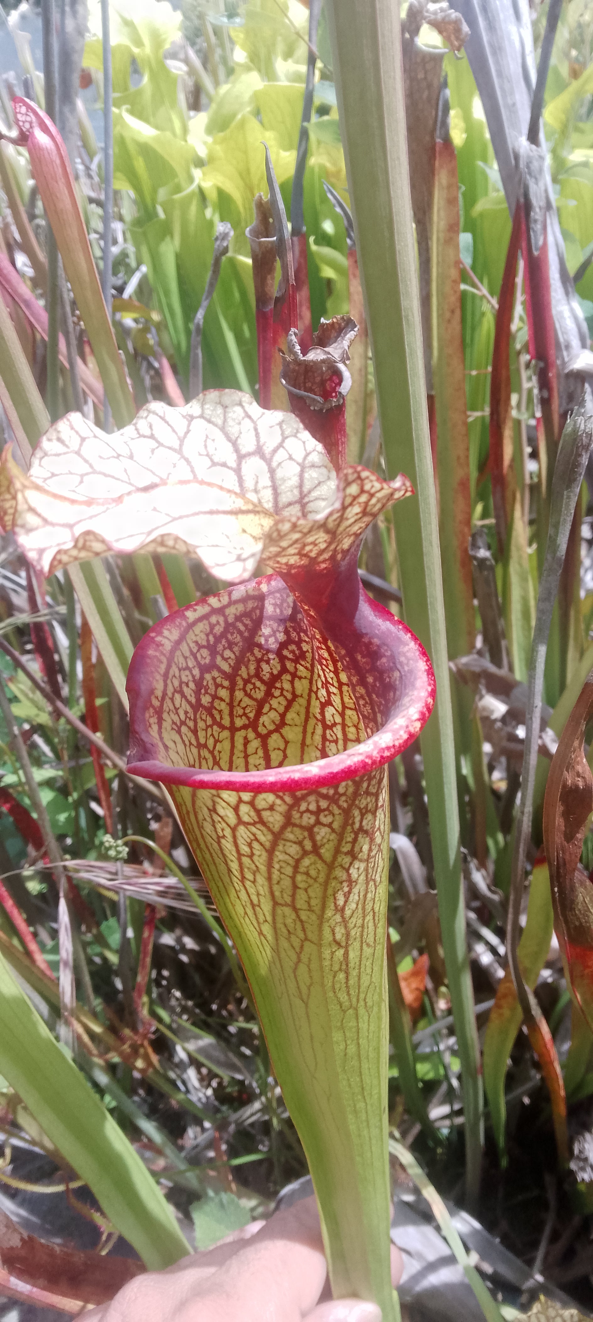Sarracenia x Moorei